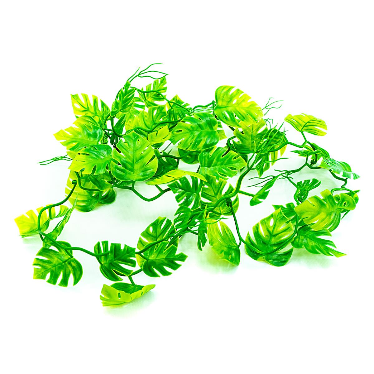 Pothos Ranke