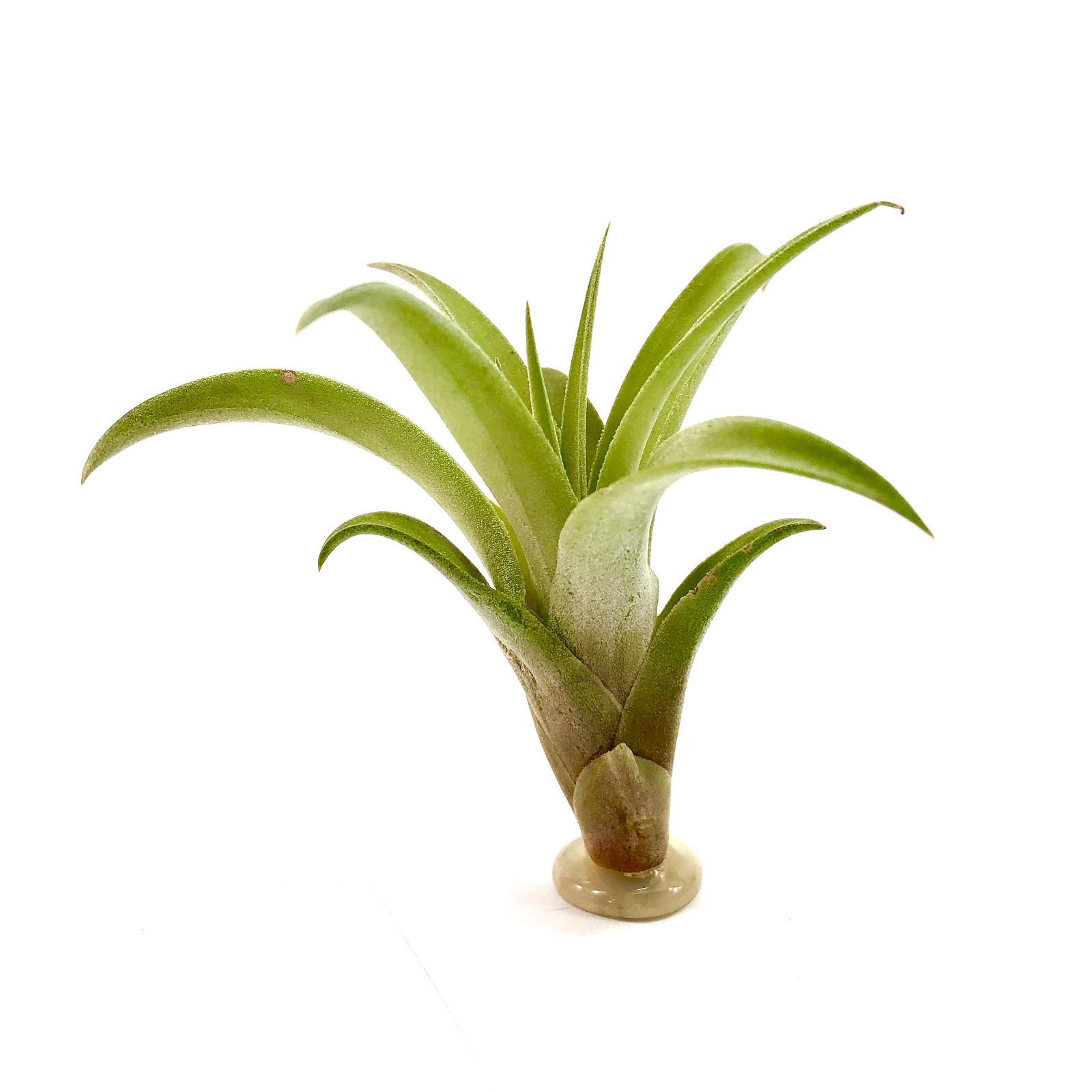 Tillandsia capitata