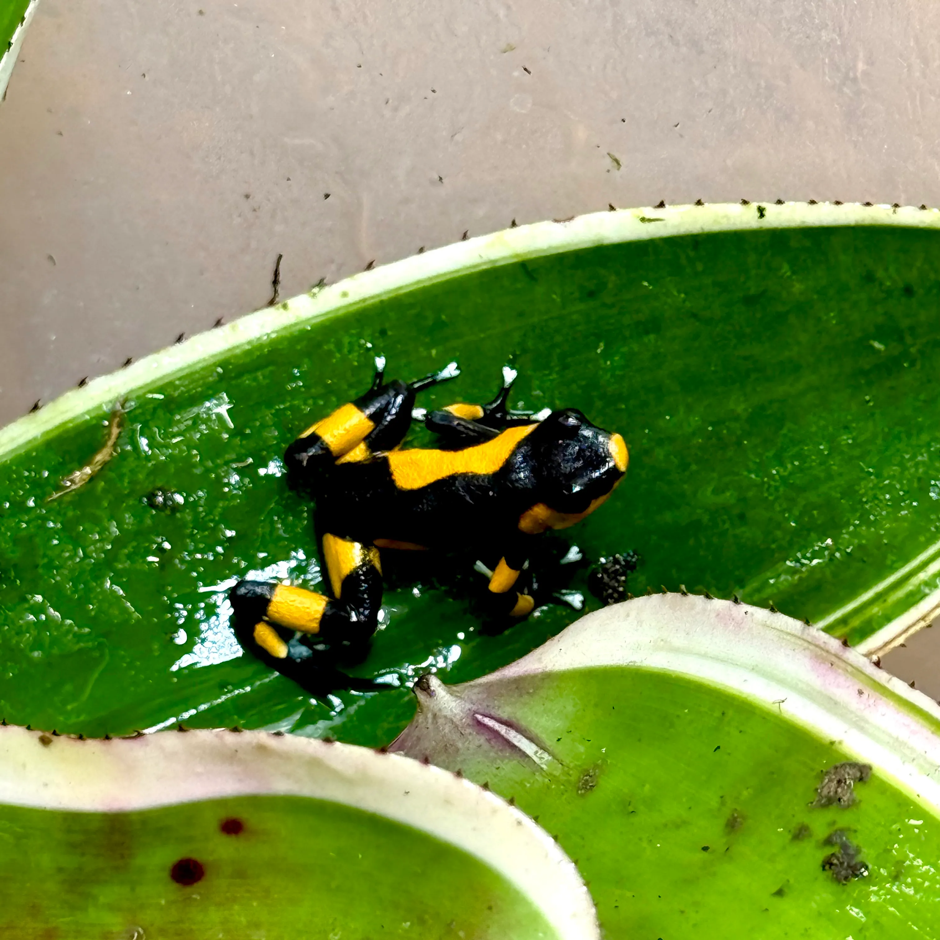 Oophaga lehmanni Zuchtpaar