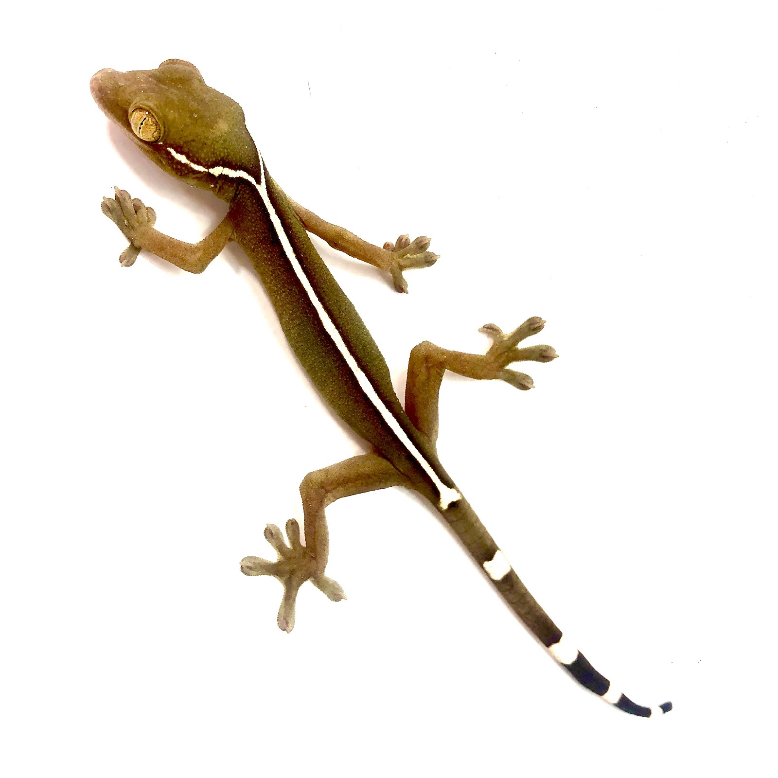 Gekko vittatus Streifengecko