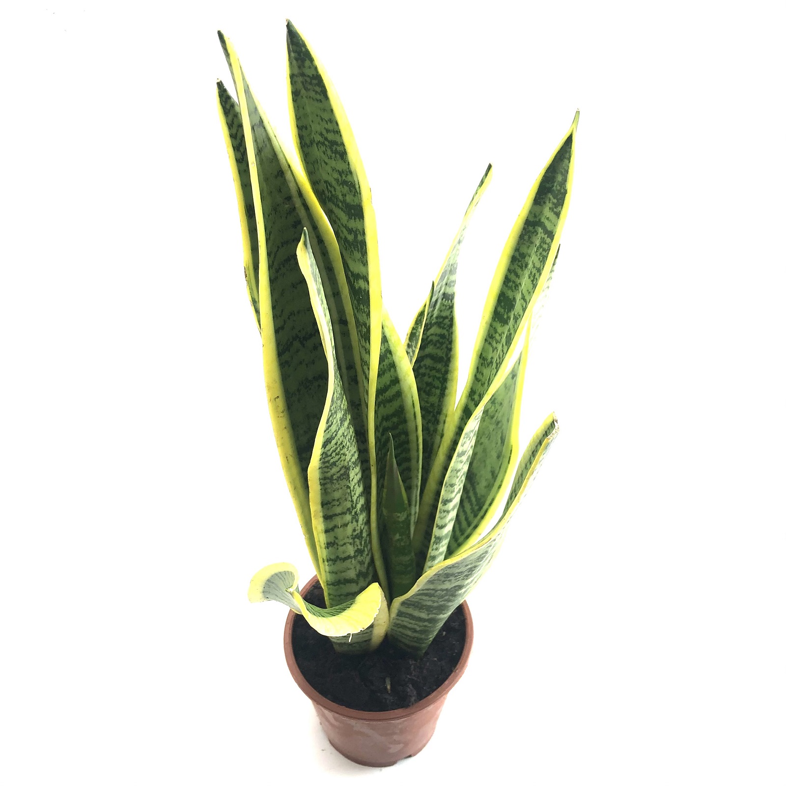 Sansevieria laurentii