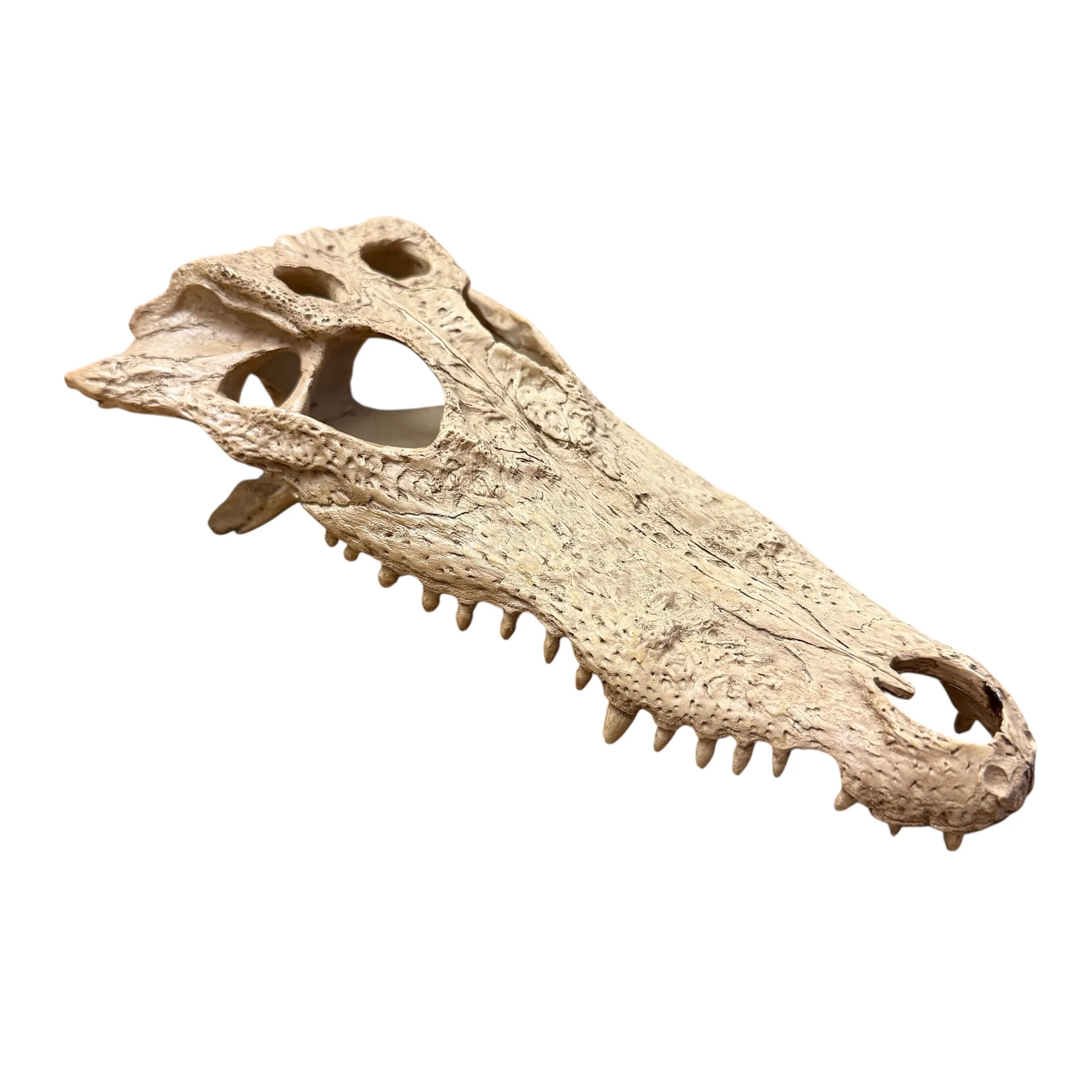 Exo Terra Crocodile Skull