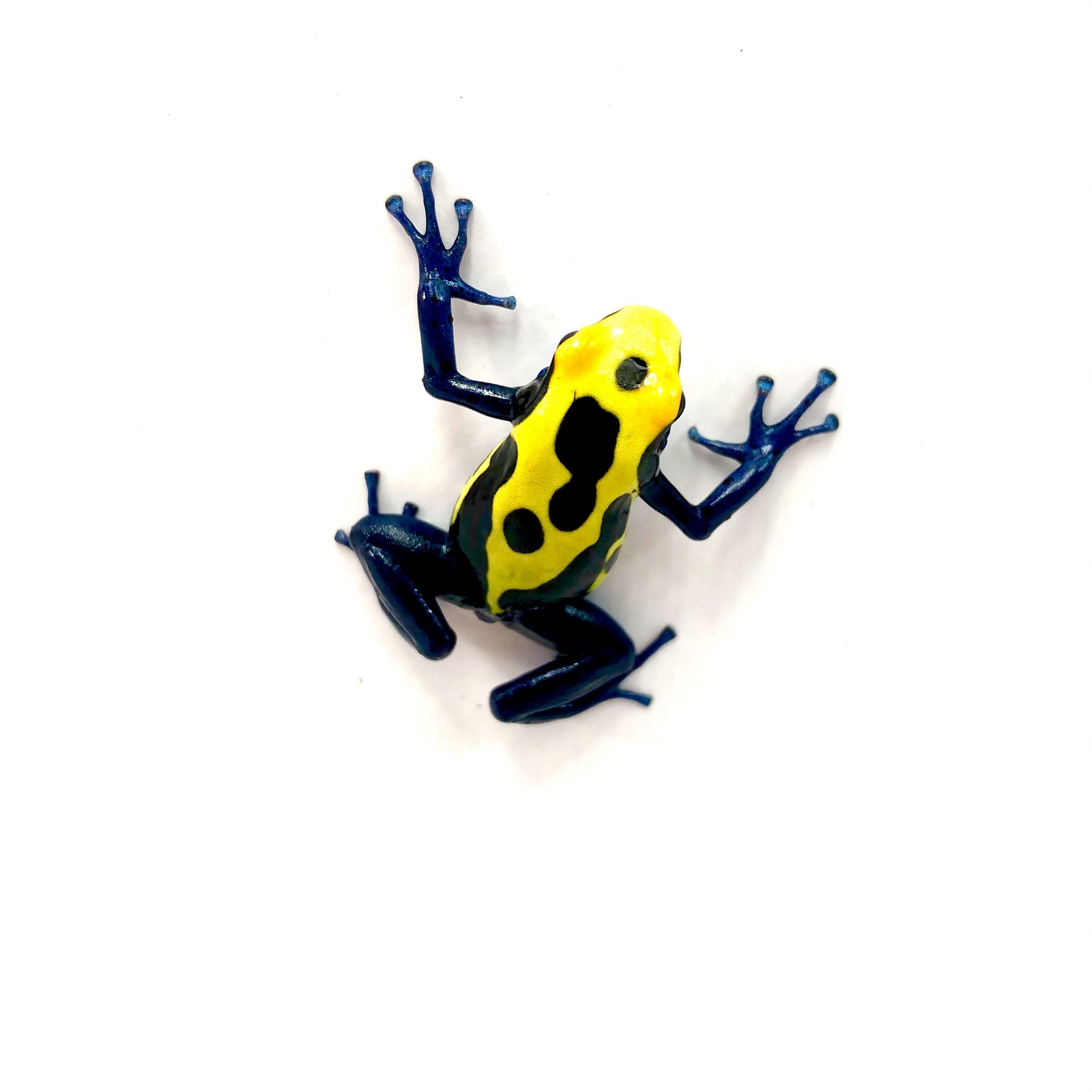Dendrobates tinctorius