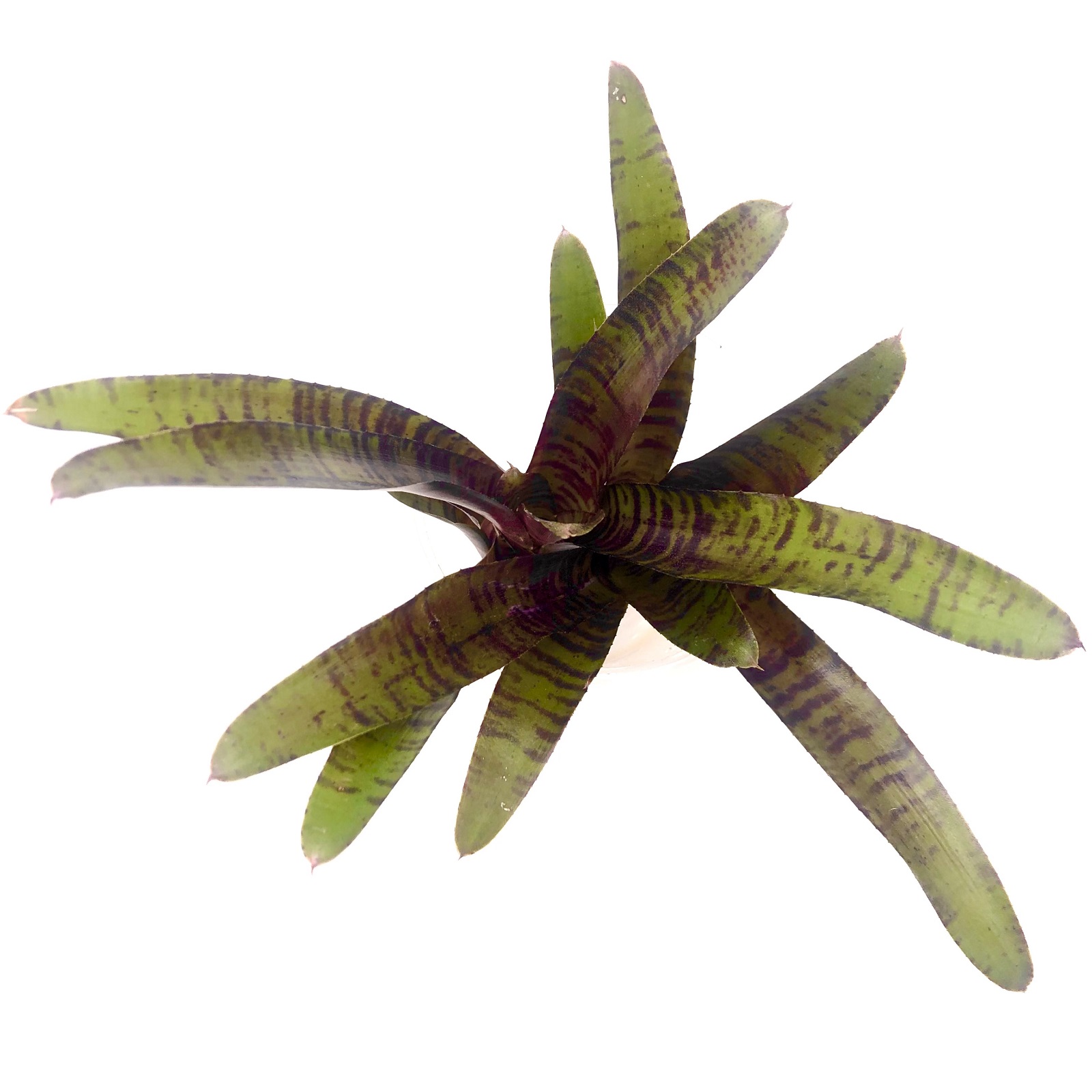 Neoregelia zeus