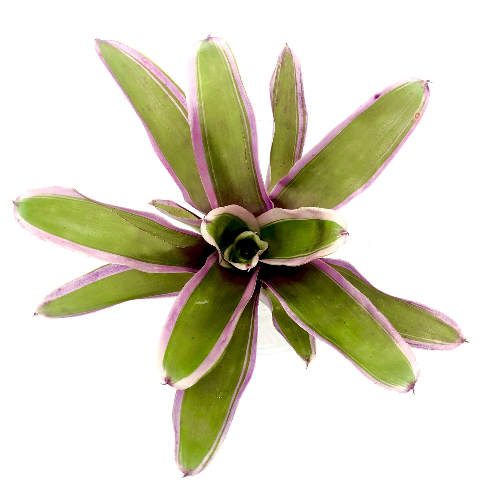 Neoregelia mini