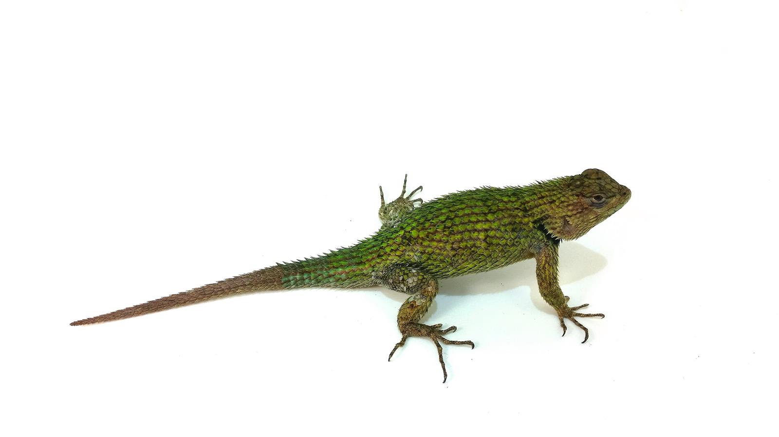Sceloporus malachiticus Malachit Stachelleguan Paar