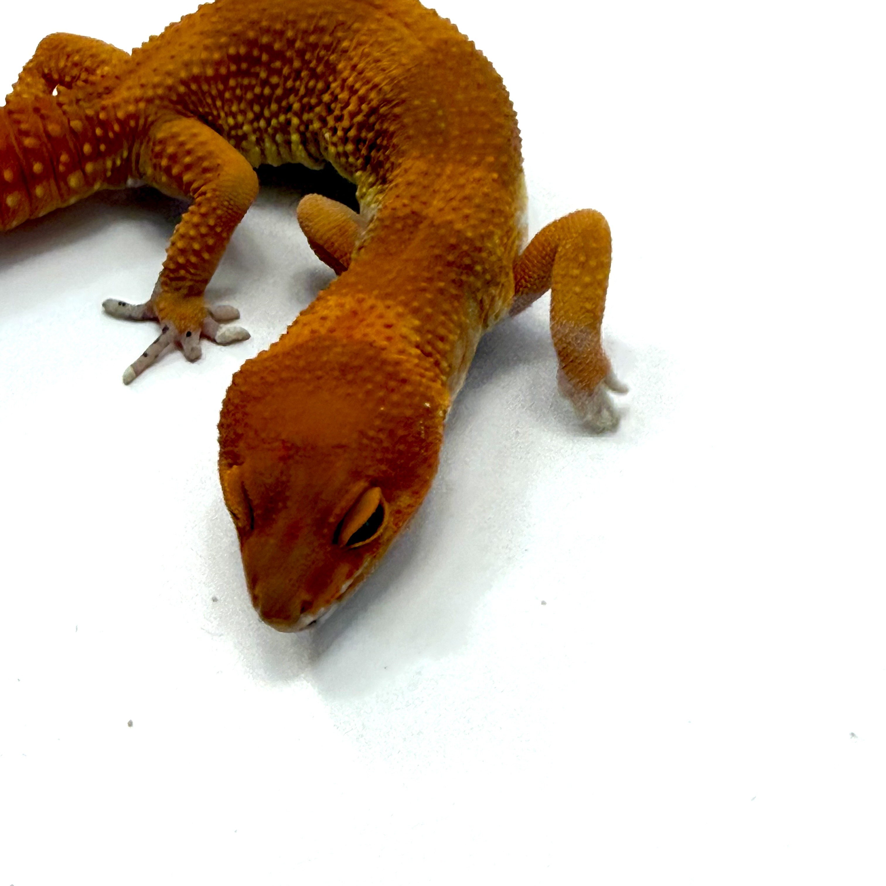 Tangerine Tornado