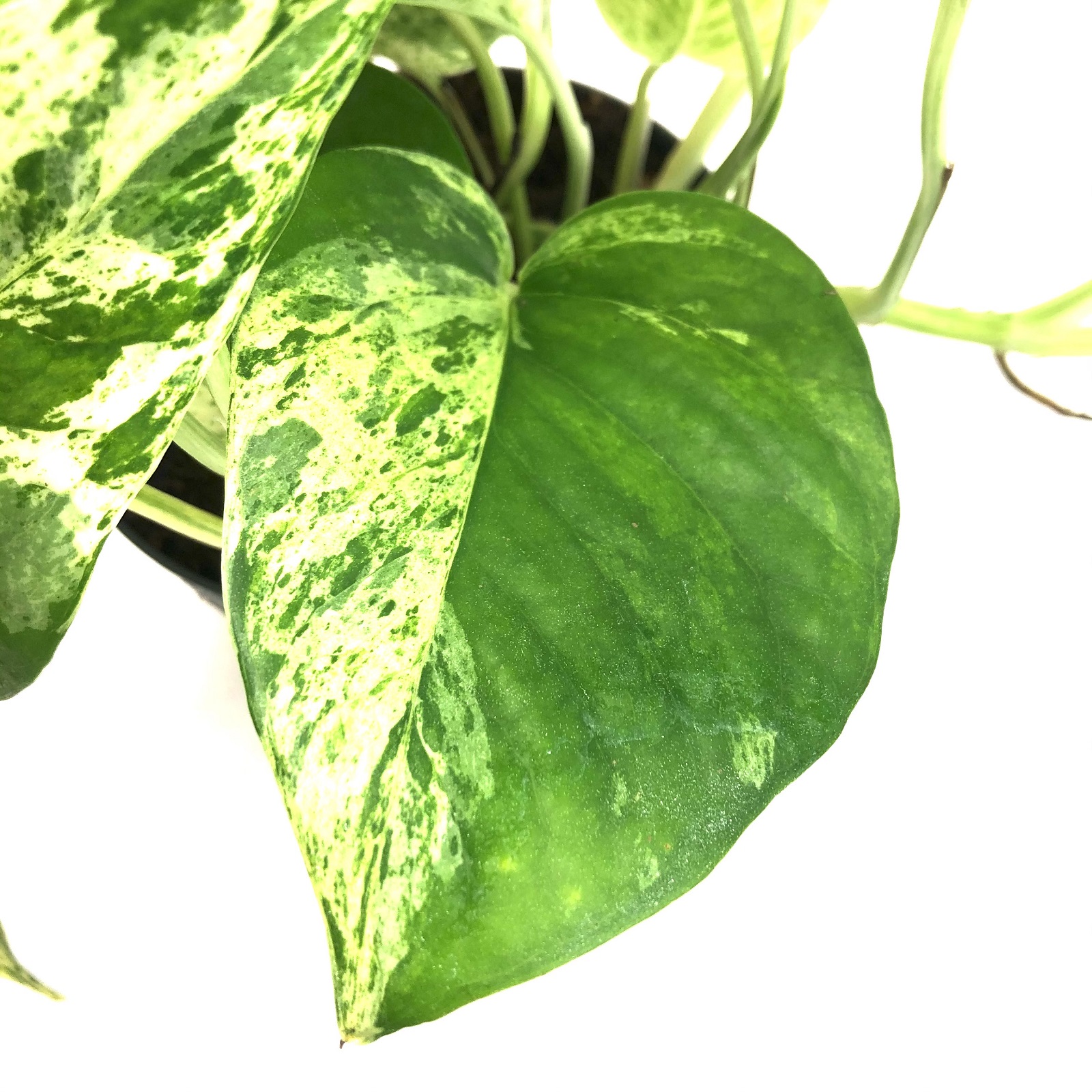 Epipremnum Marble Queen