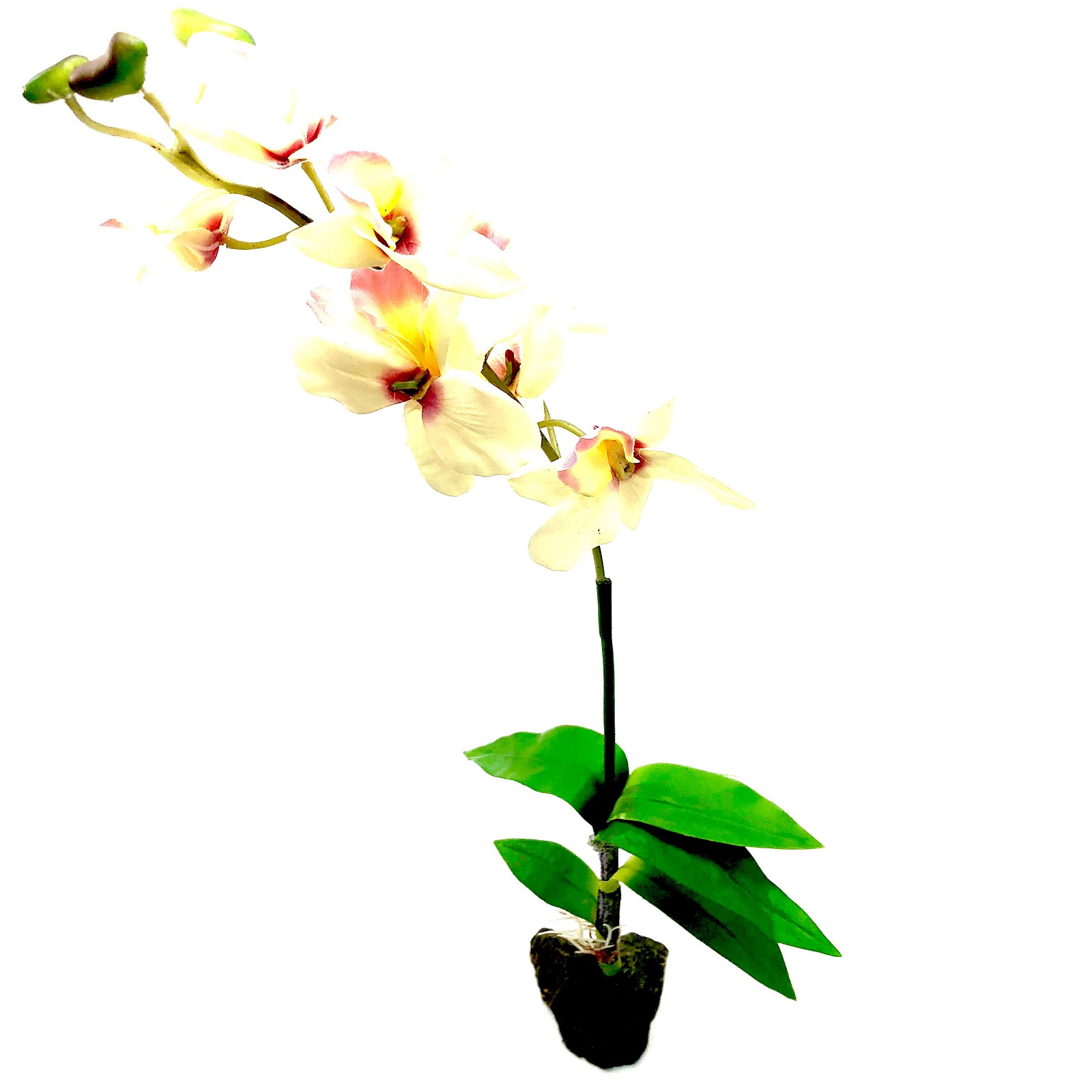 Orchidee