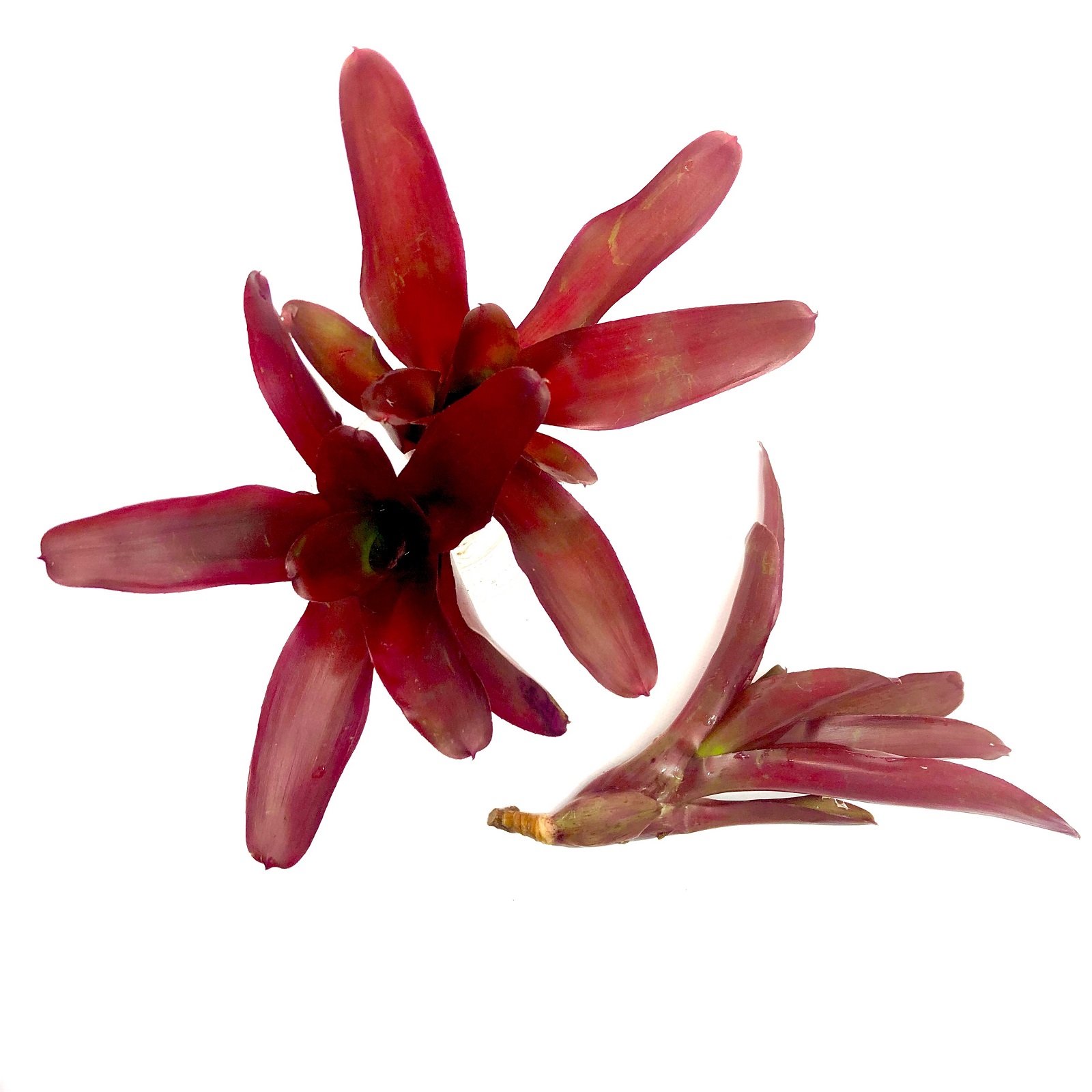 Neoregelia fuego ancho