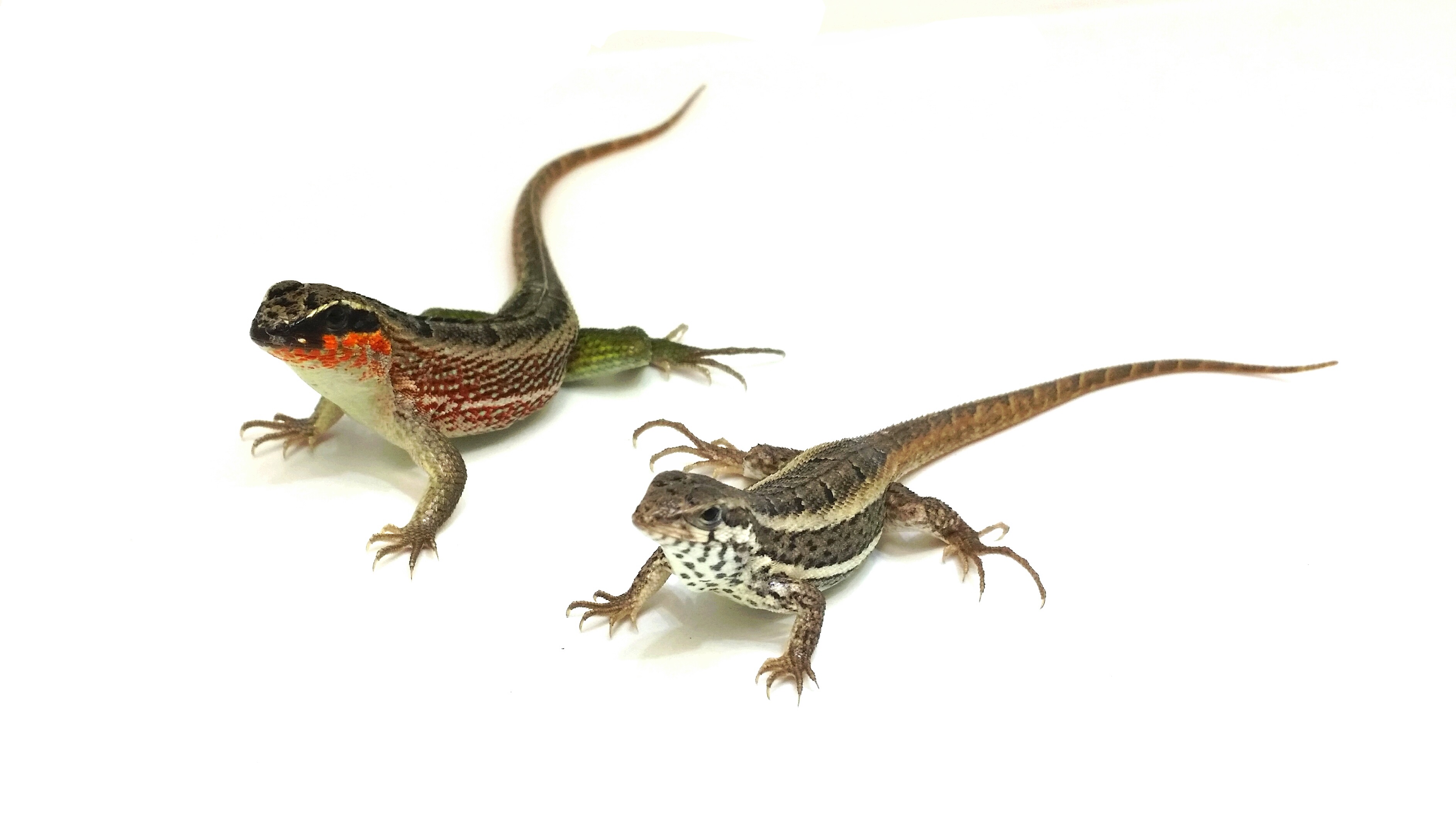 Leiocephalus personatus