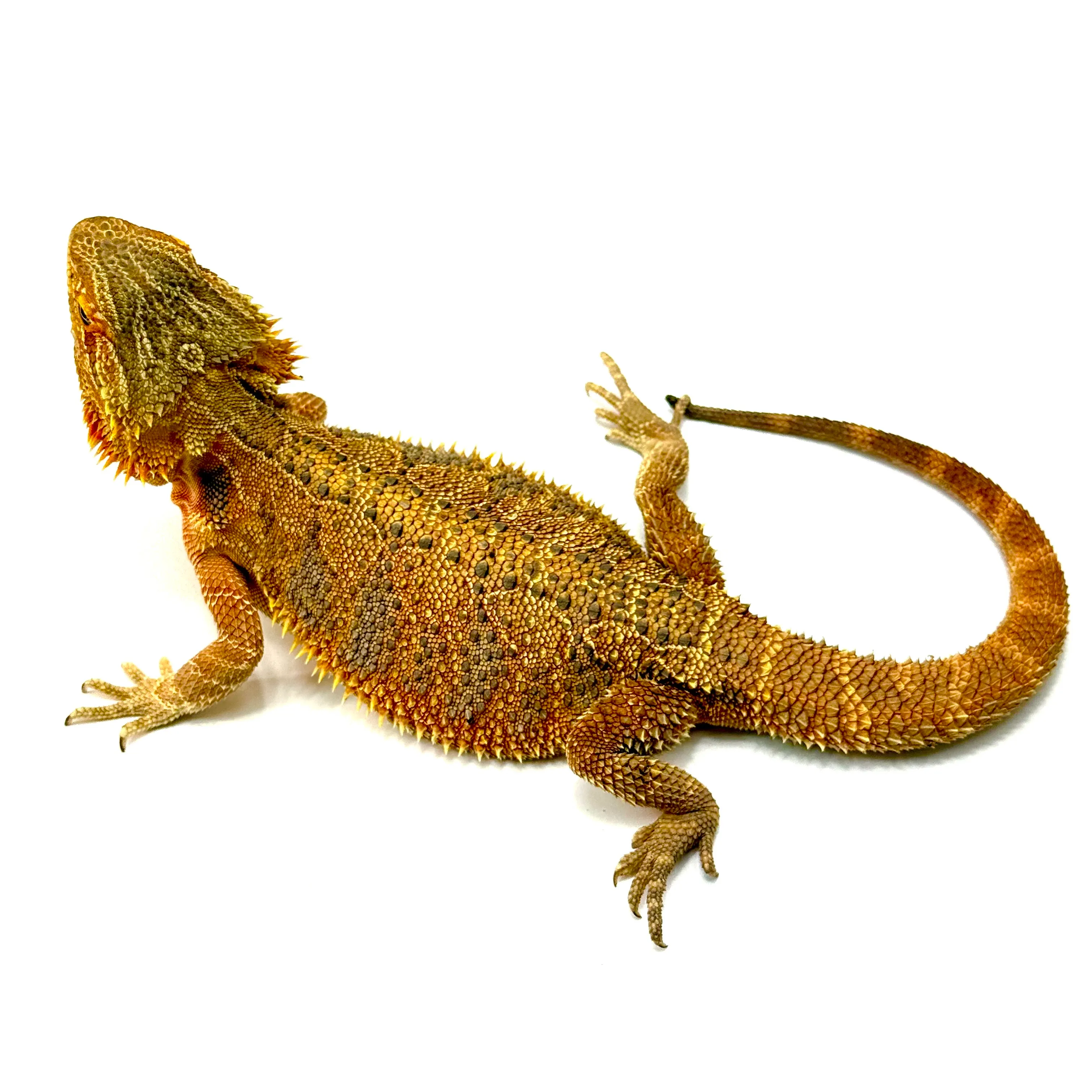 Red Orange
