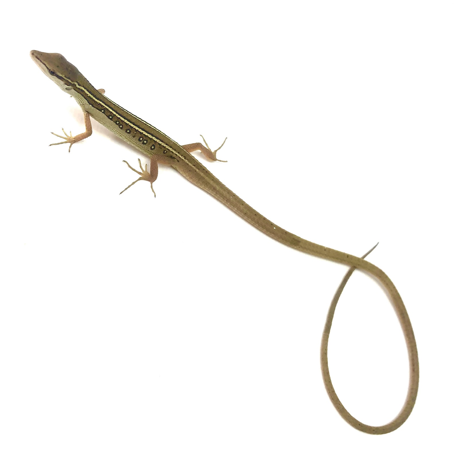 Takydromus sexlineatus