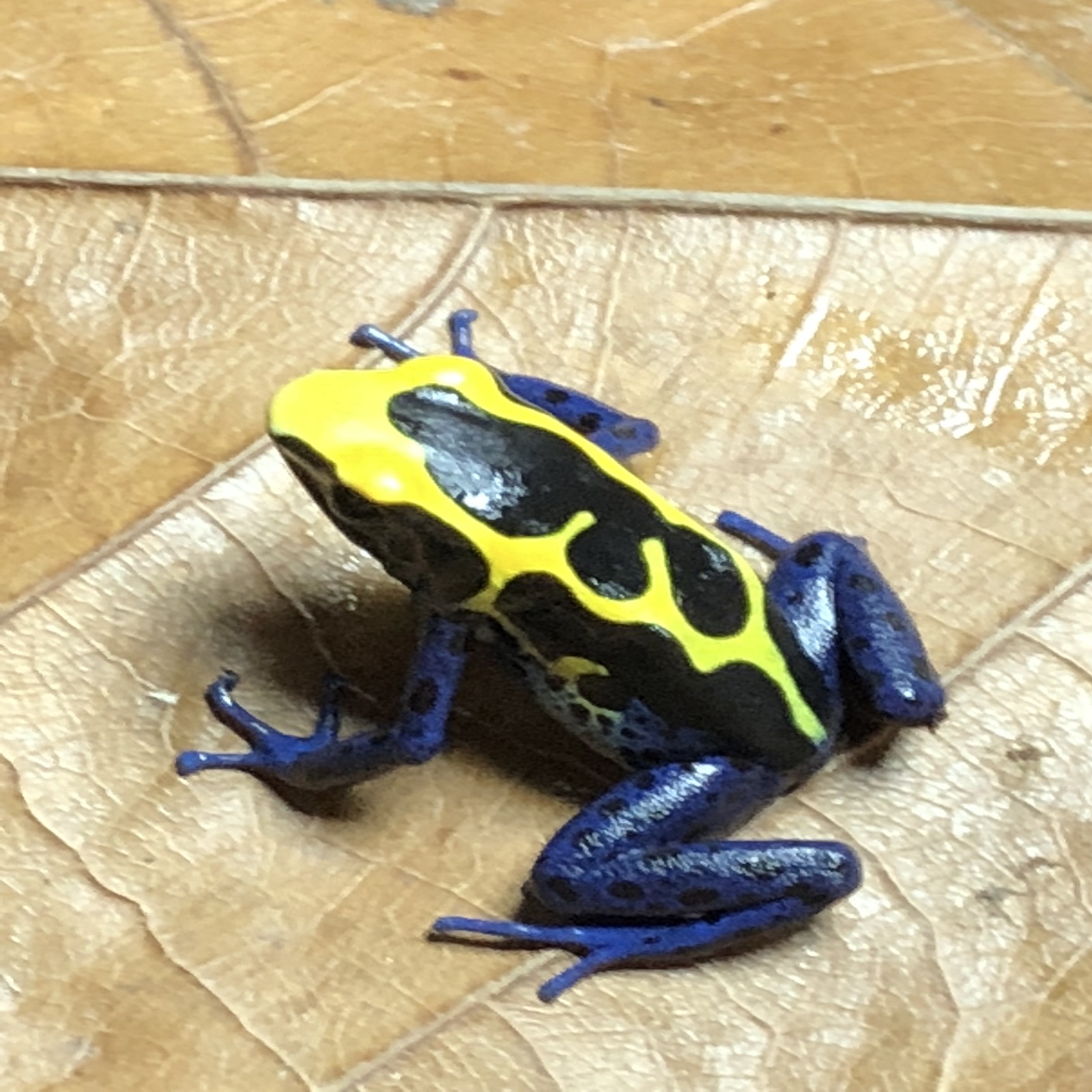 Dendrobates tinctorius