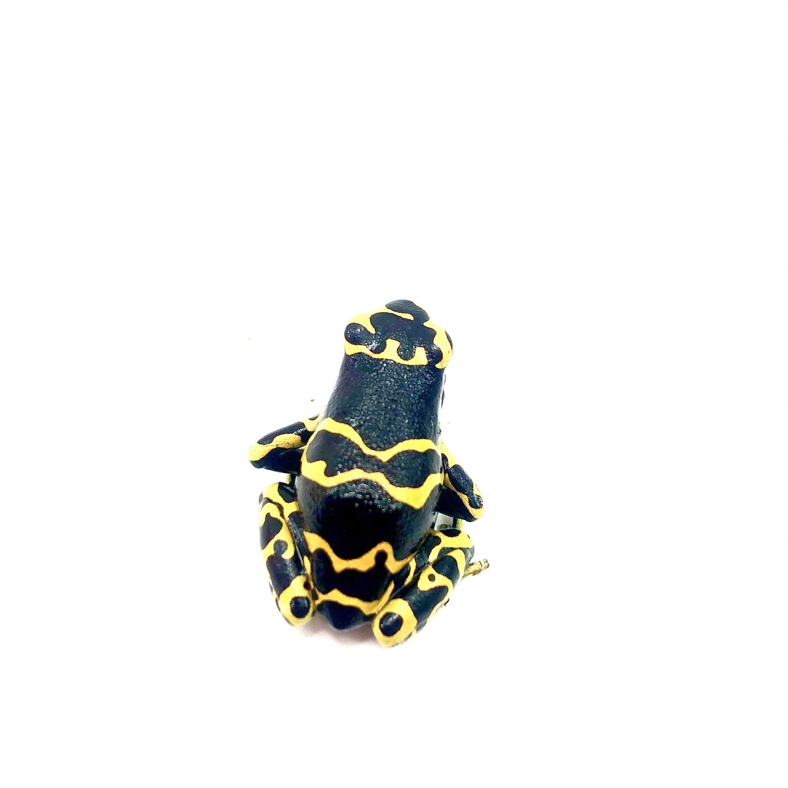 Dendrobates leucomelas