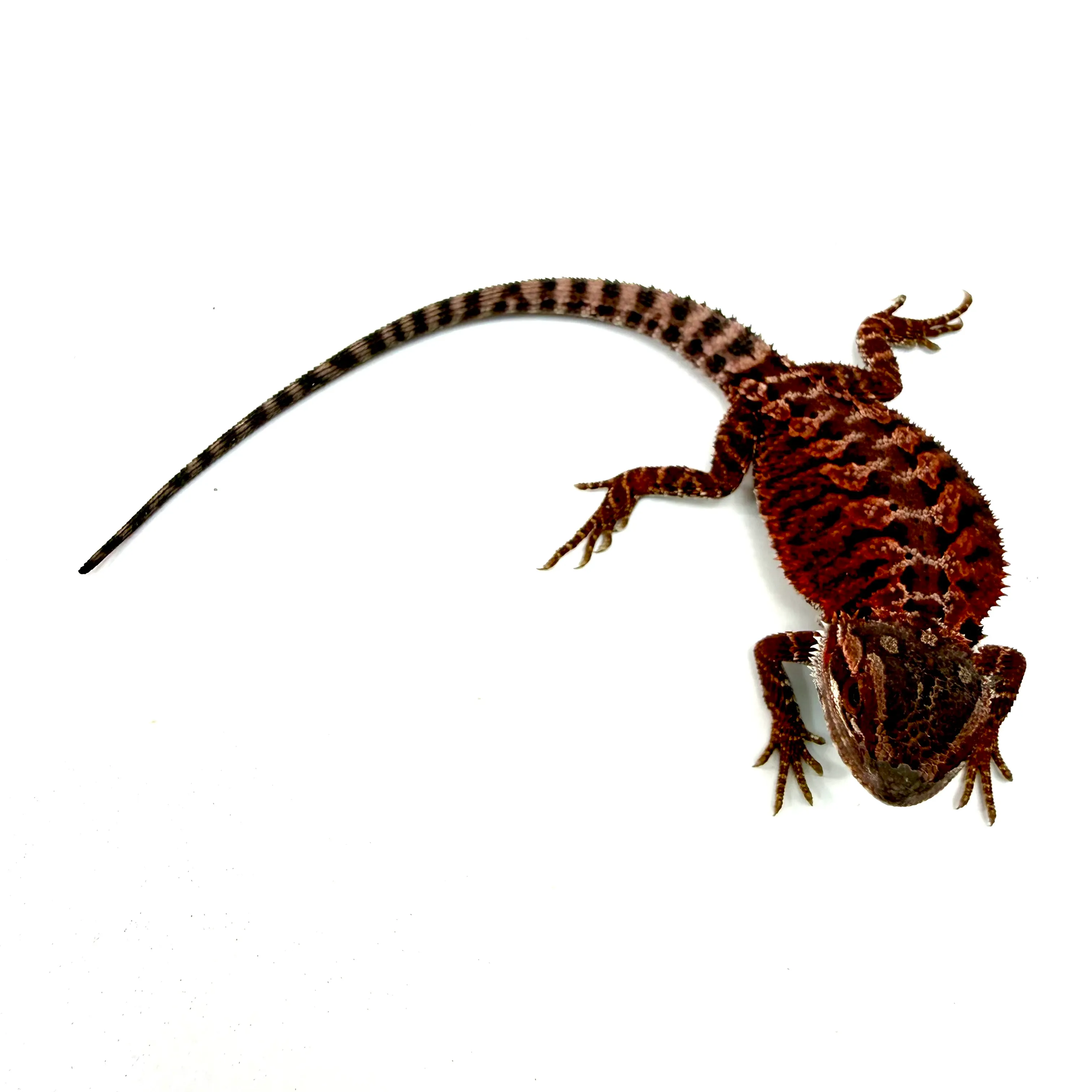 German Red Monster Bartagame #2