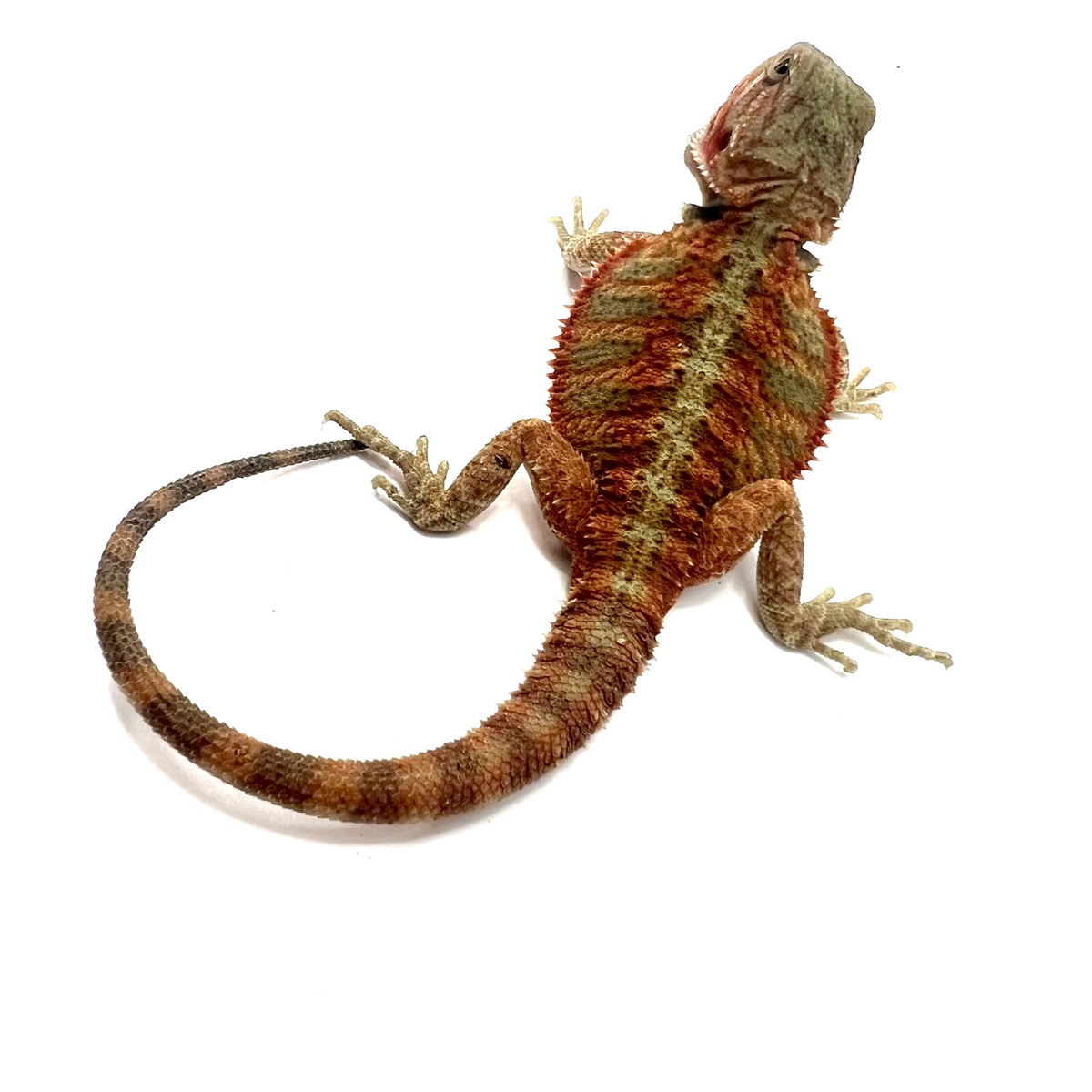 Fire Ice Citrus Tiger