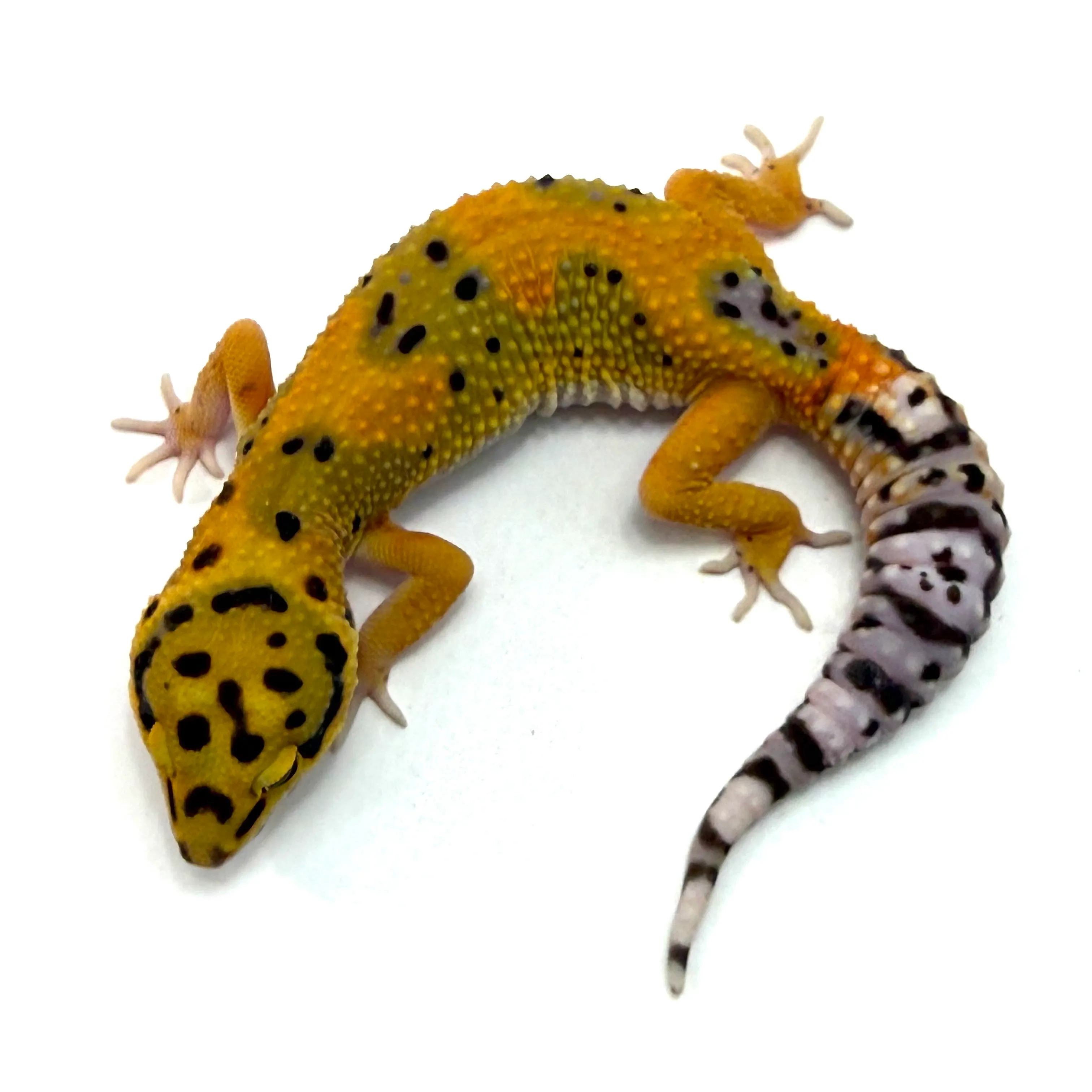 Mandarin Zorro