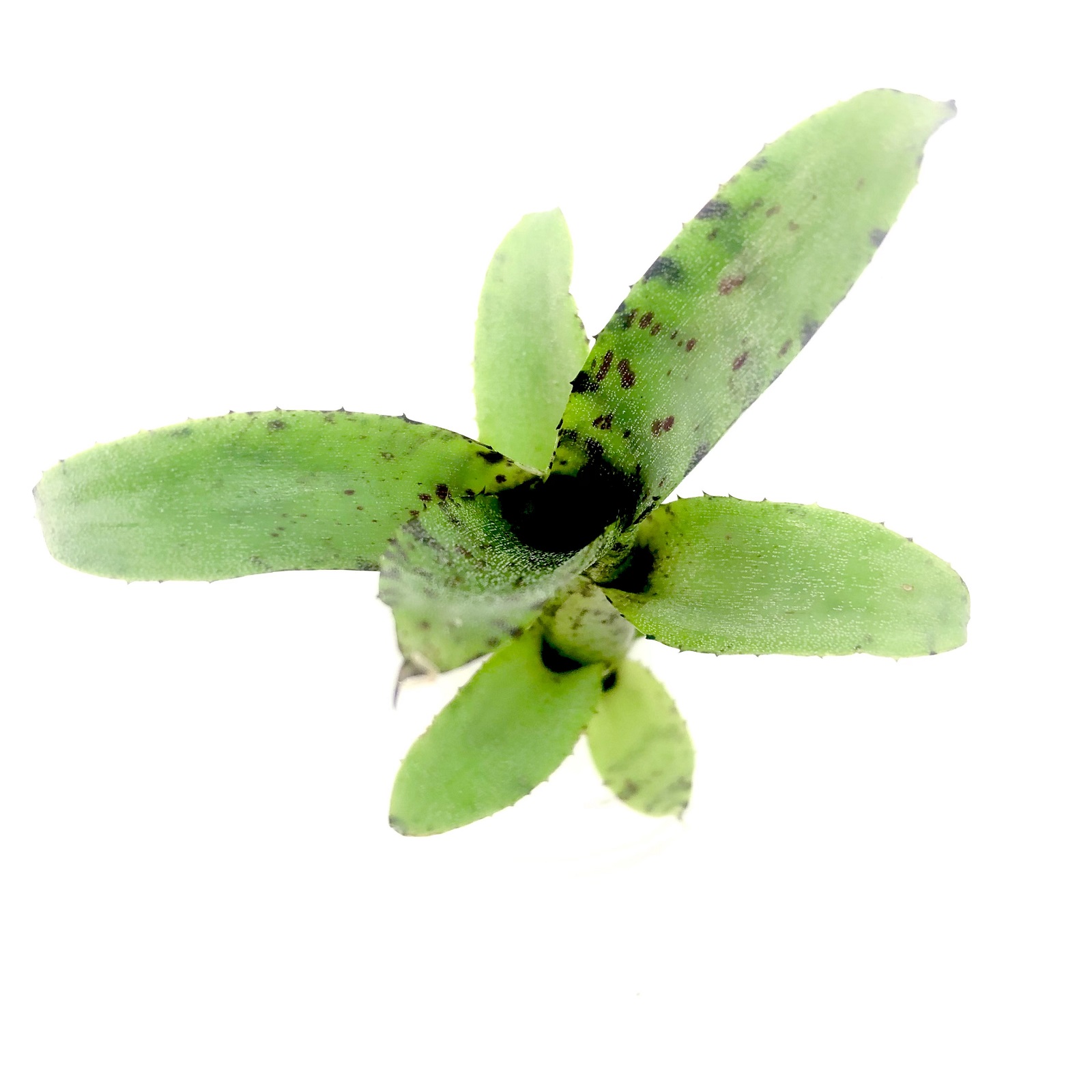 Neoregelia liliputiana