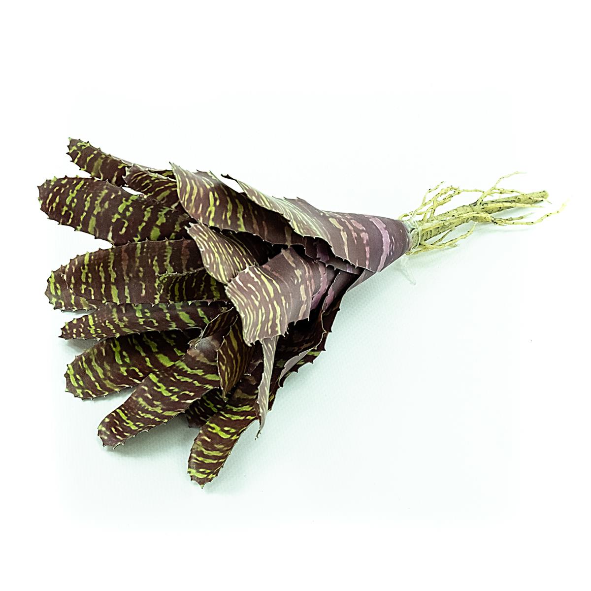Chestnut Bromelie Terrarienpflanzen