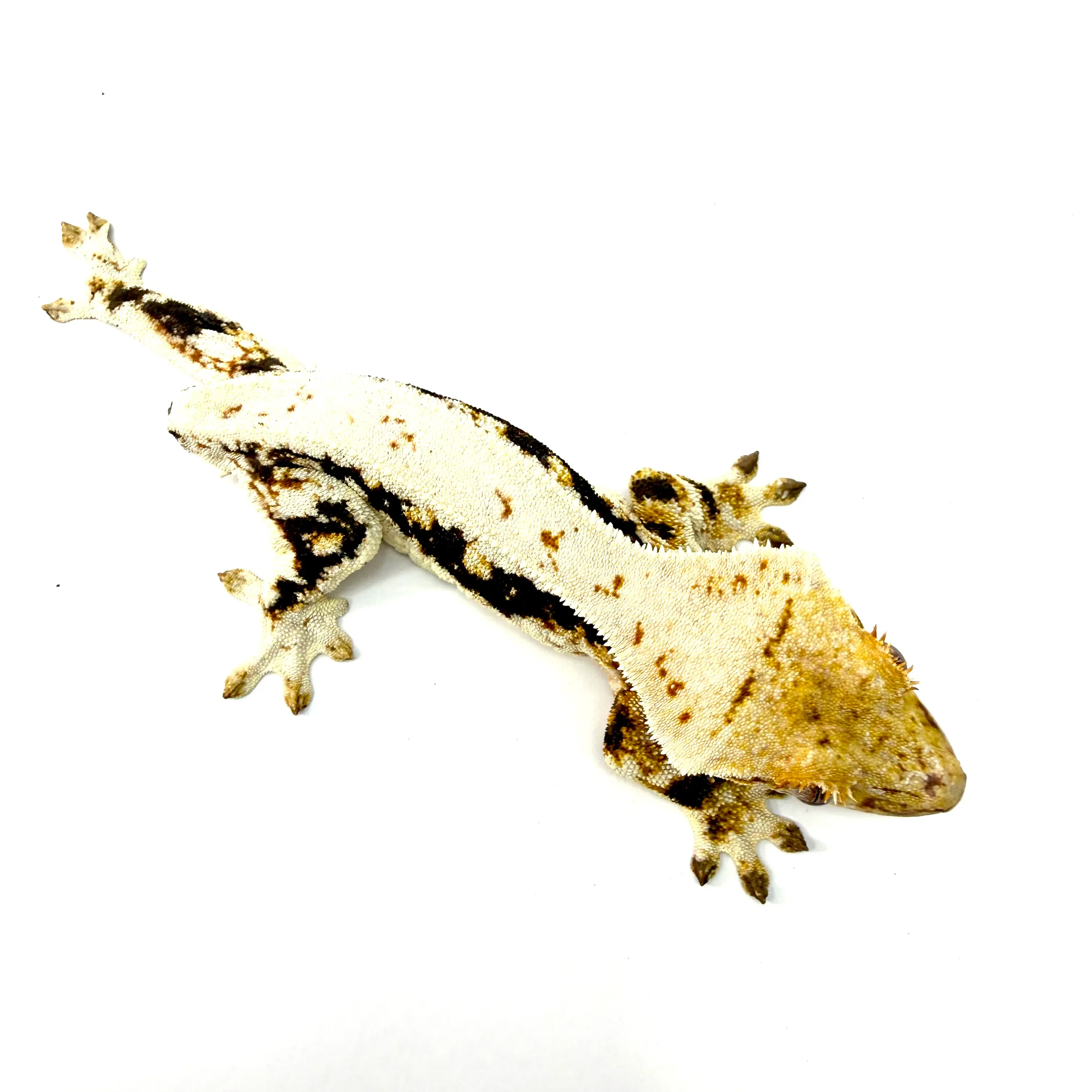 Kronengecko Lilly White female