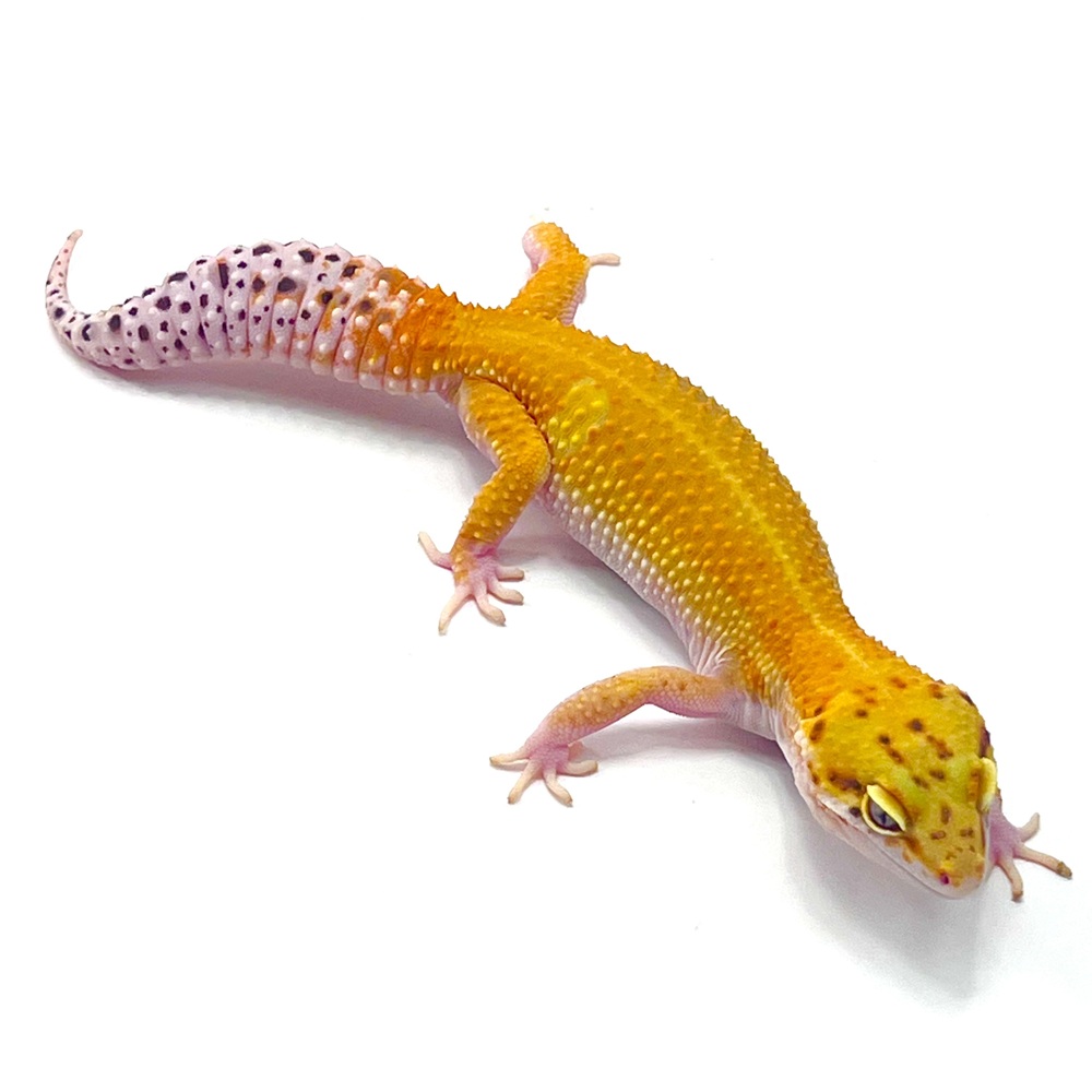 Patternless Tangerine 