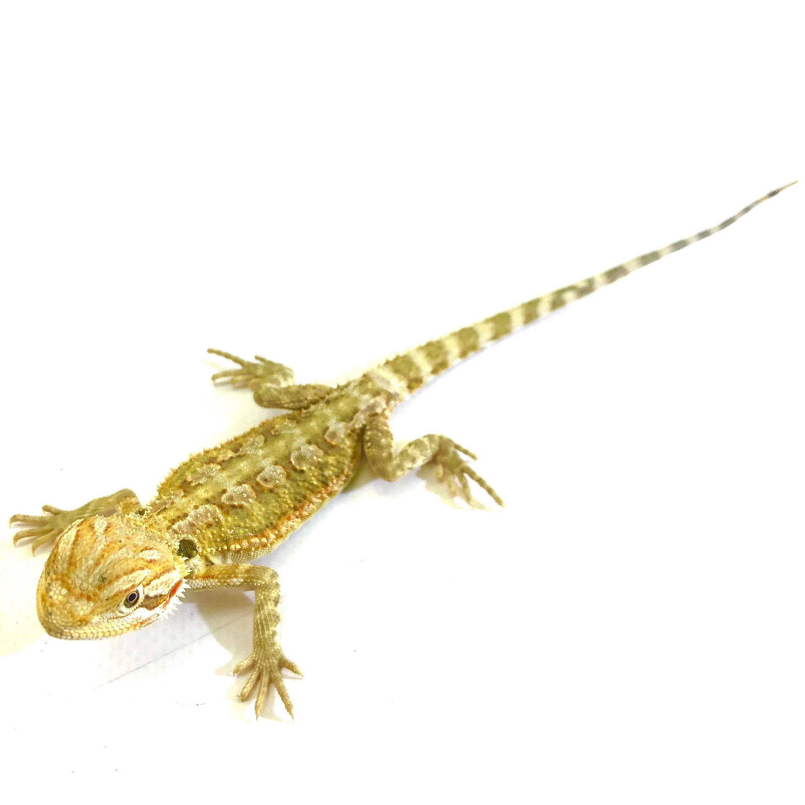 Zwergbartagame Fire Red Pogona henrylawsoni