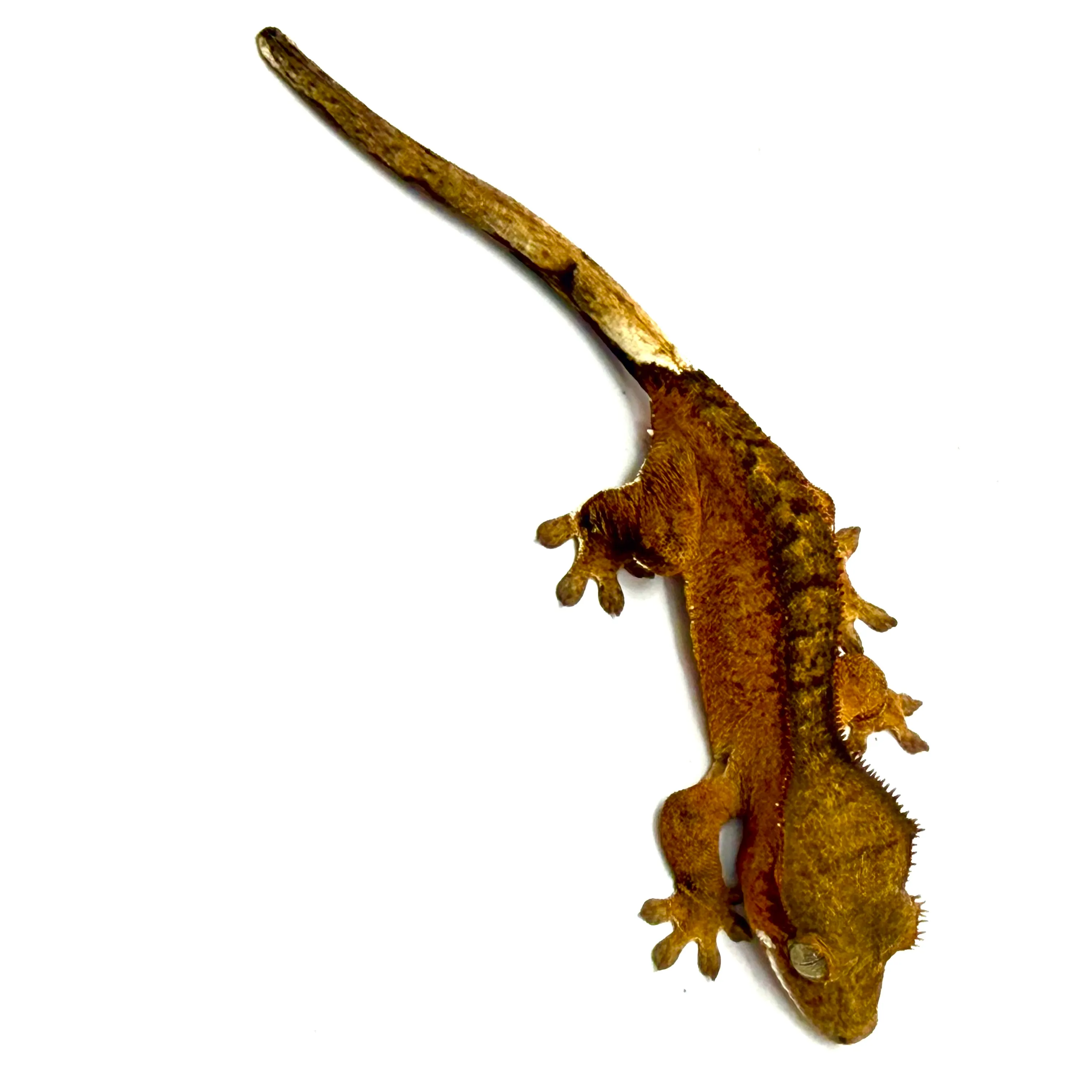 Bicolor Kronengecko
