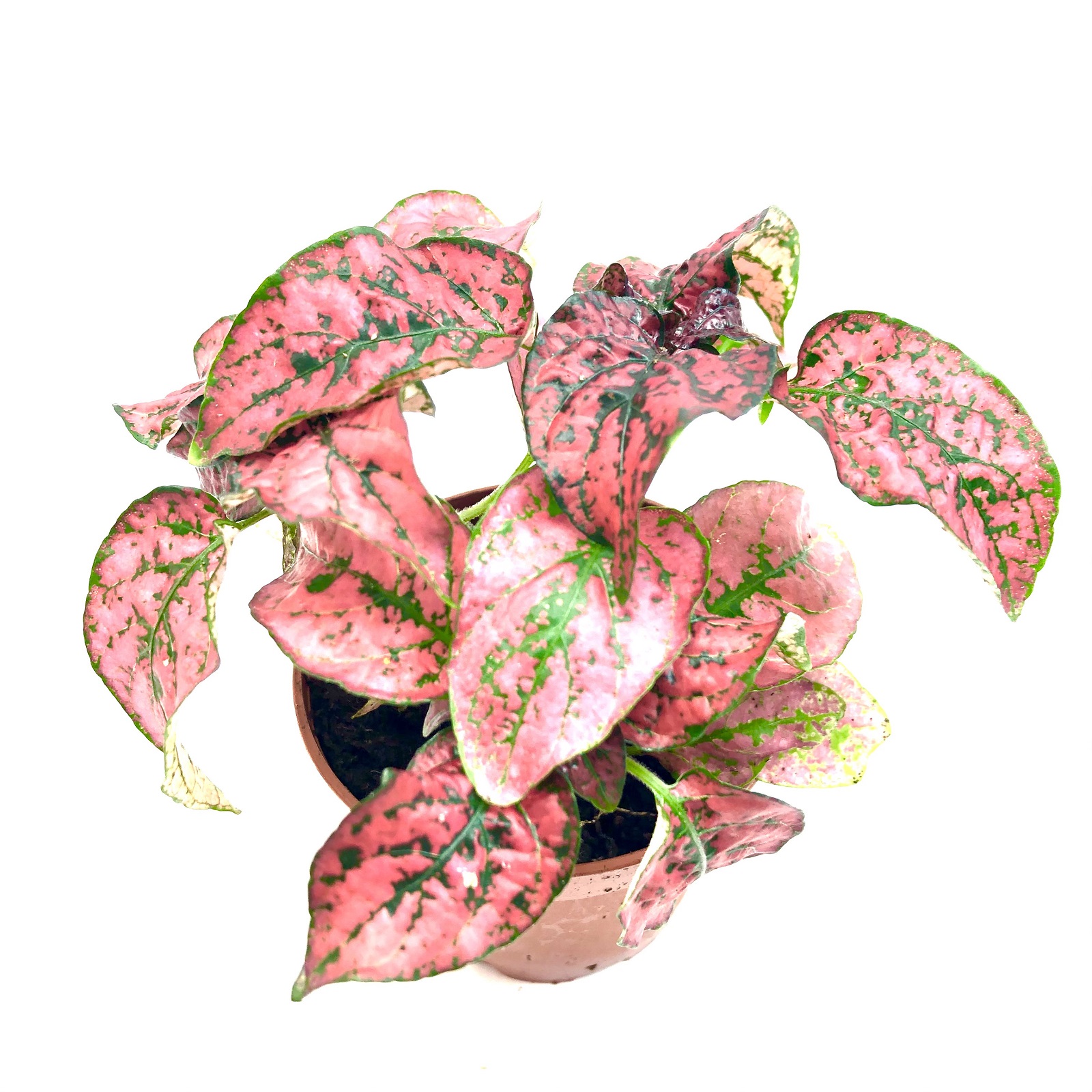 Hypoestes phyllostachya rot