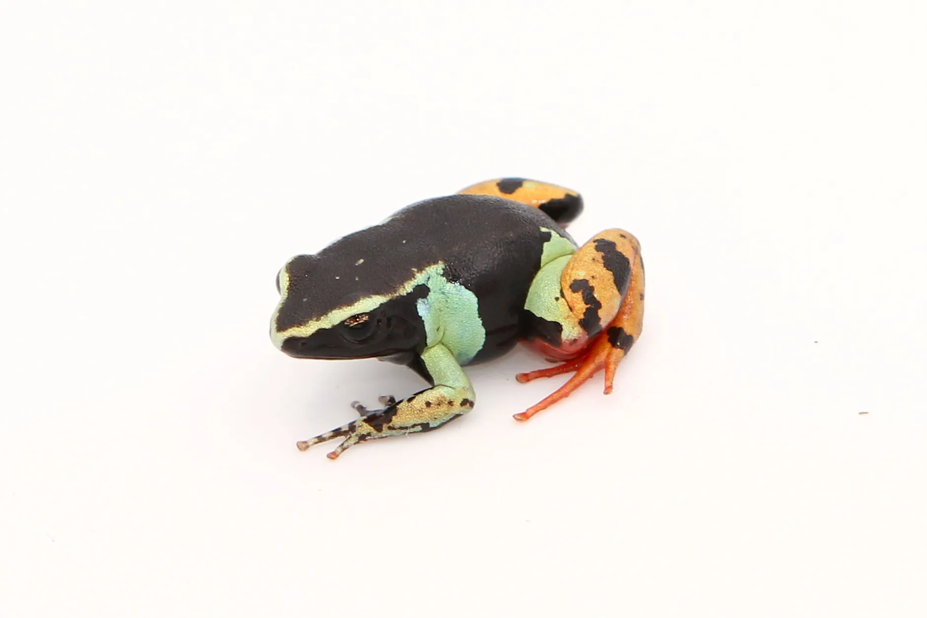 Mantella madagascariensis
