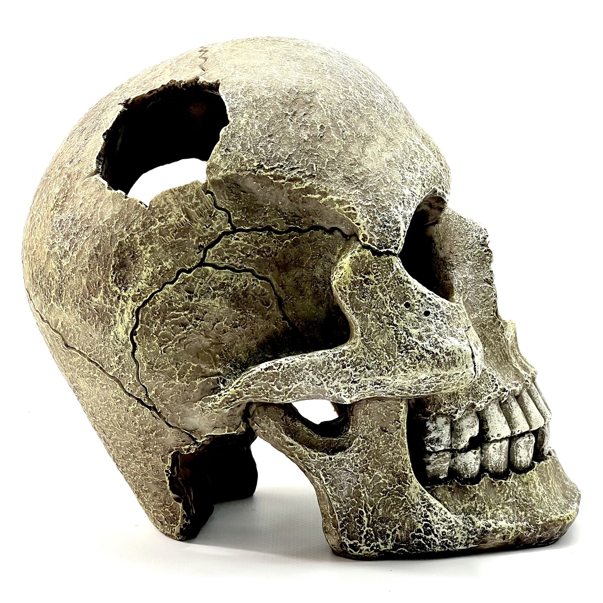 Human Skull