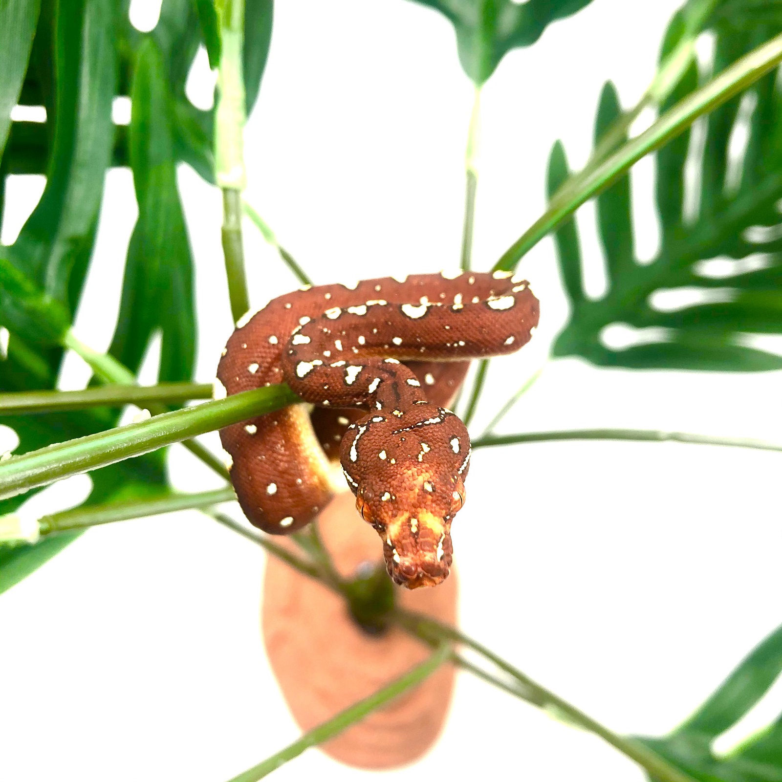 Grüner Baumpython Morelia viridis Biak GTP