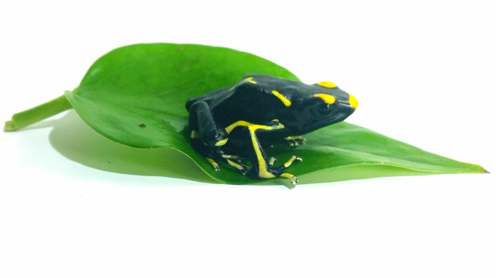 Dendrobates tinctorius Alanis