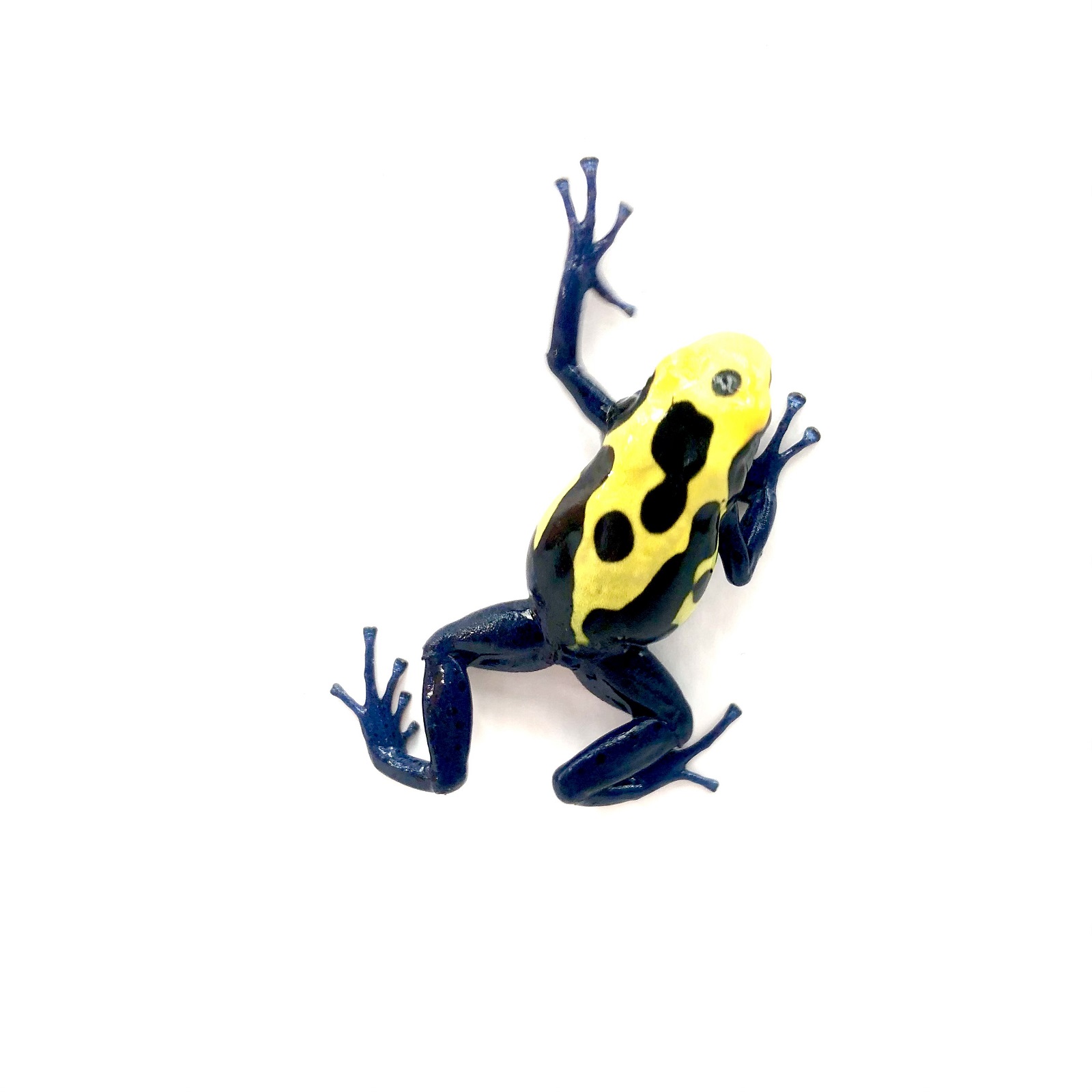 Dendrobates tinctorius