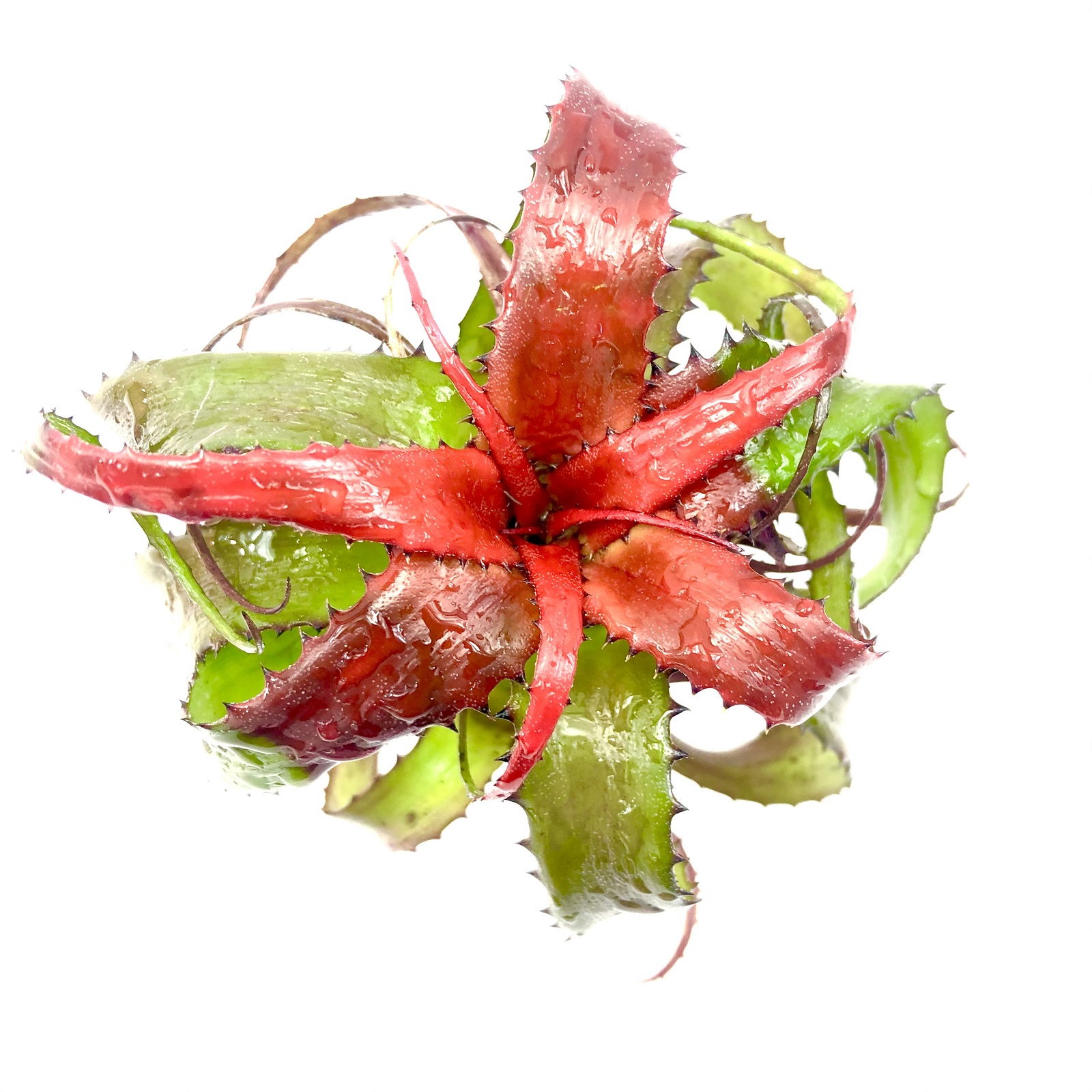 Neoregelia pendula