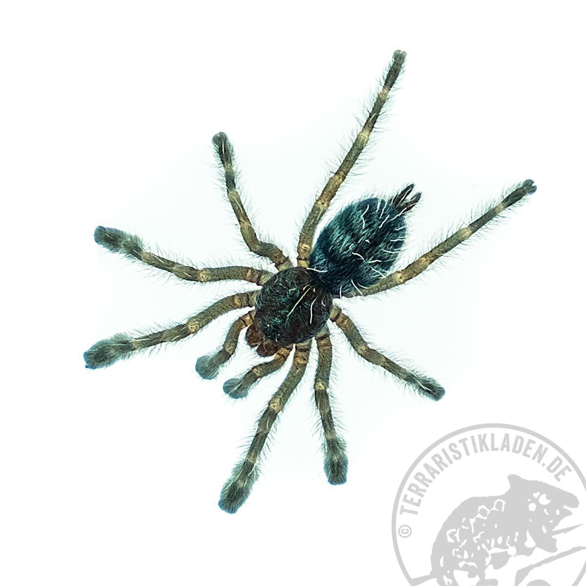 Caribena versicolor