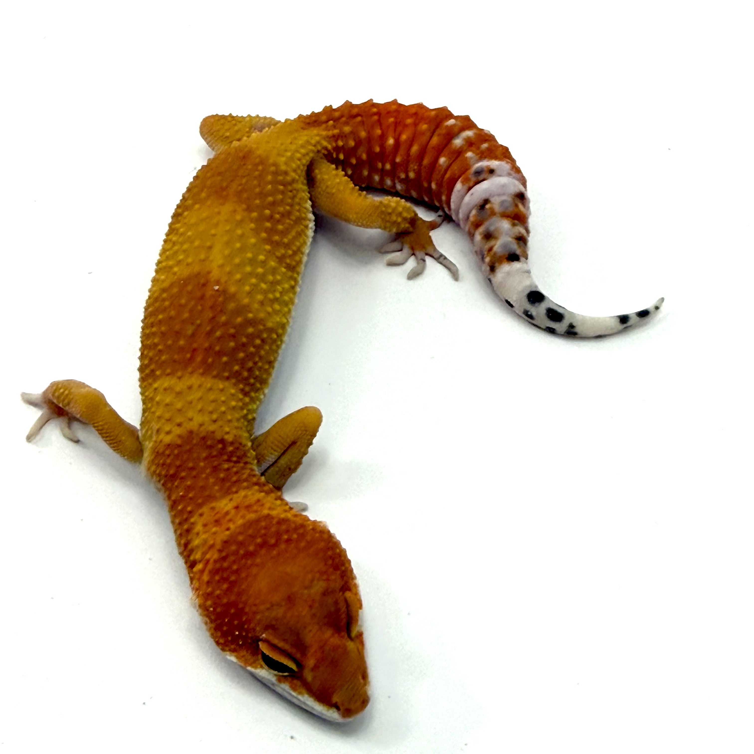 Tangerine Tornado
