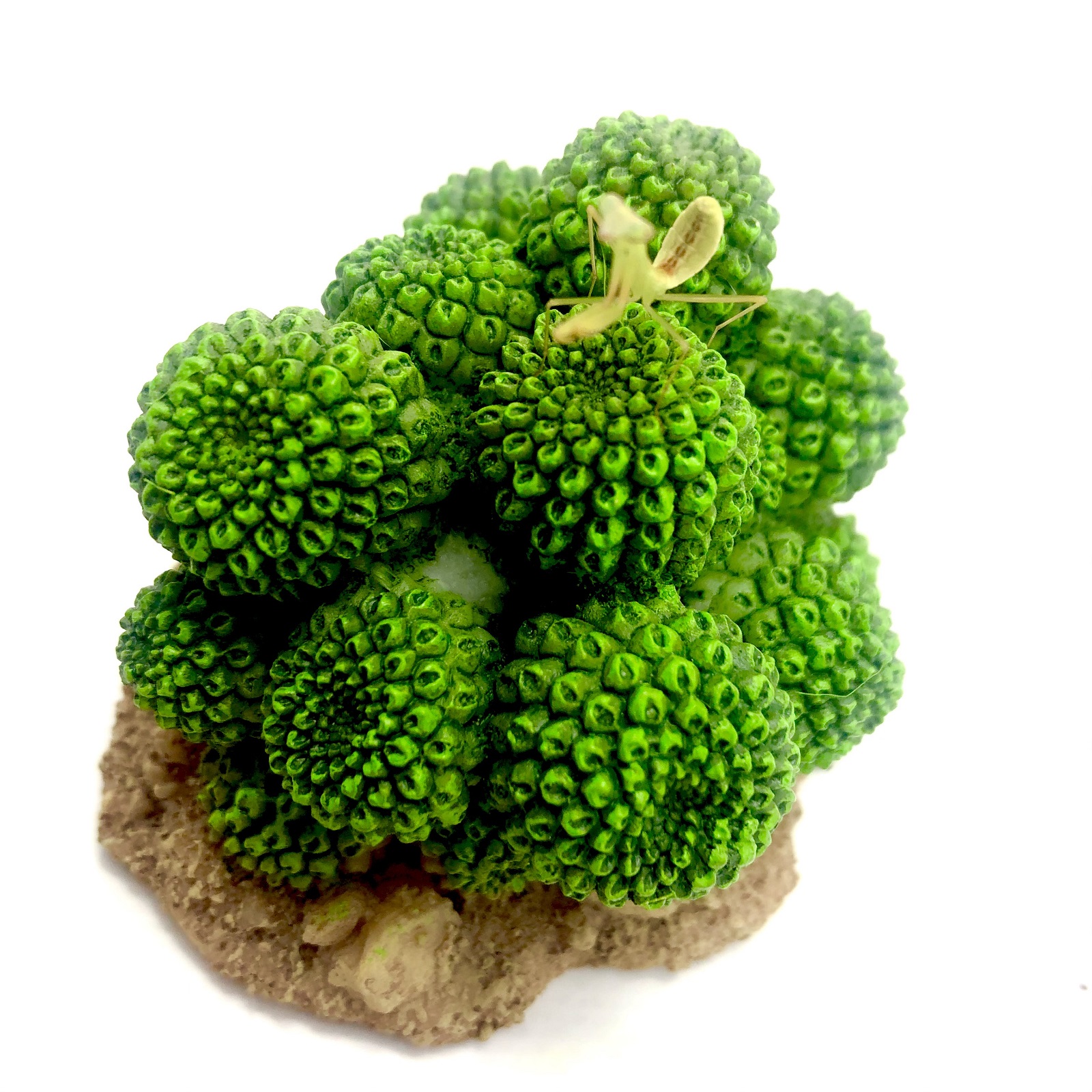 Hierodula majuscula