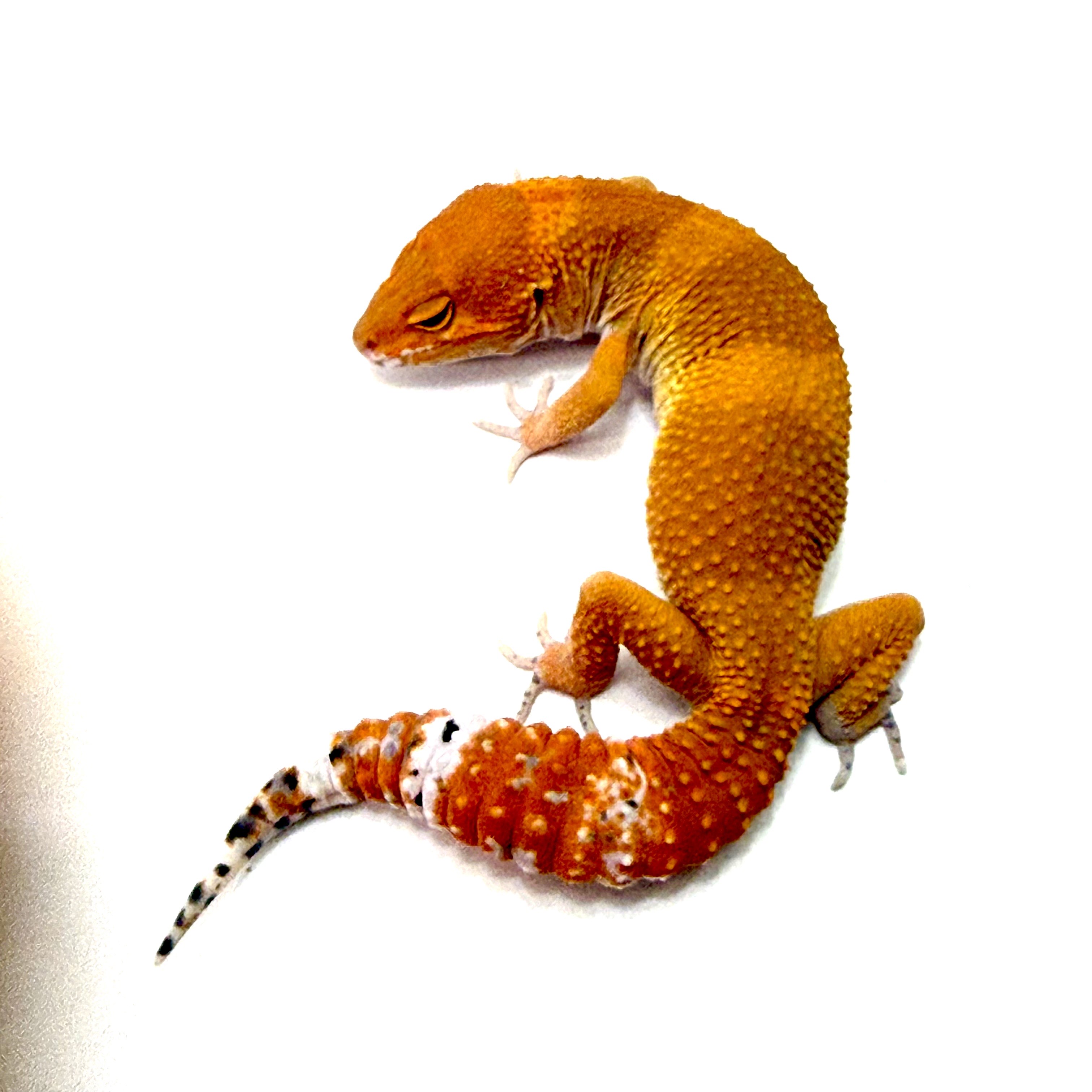 Tangerine Tornado