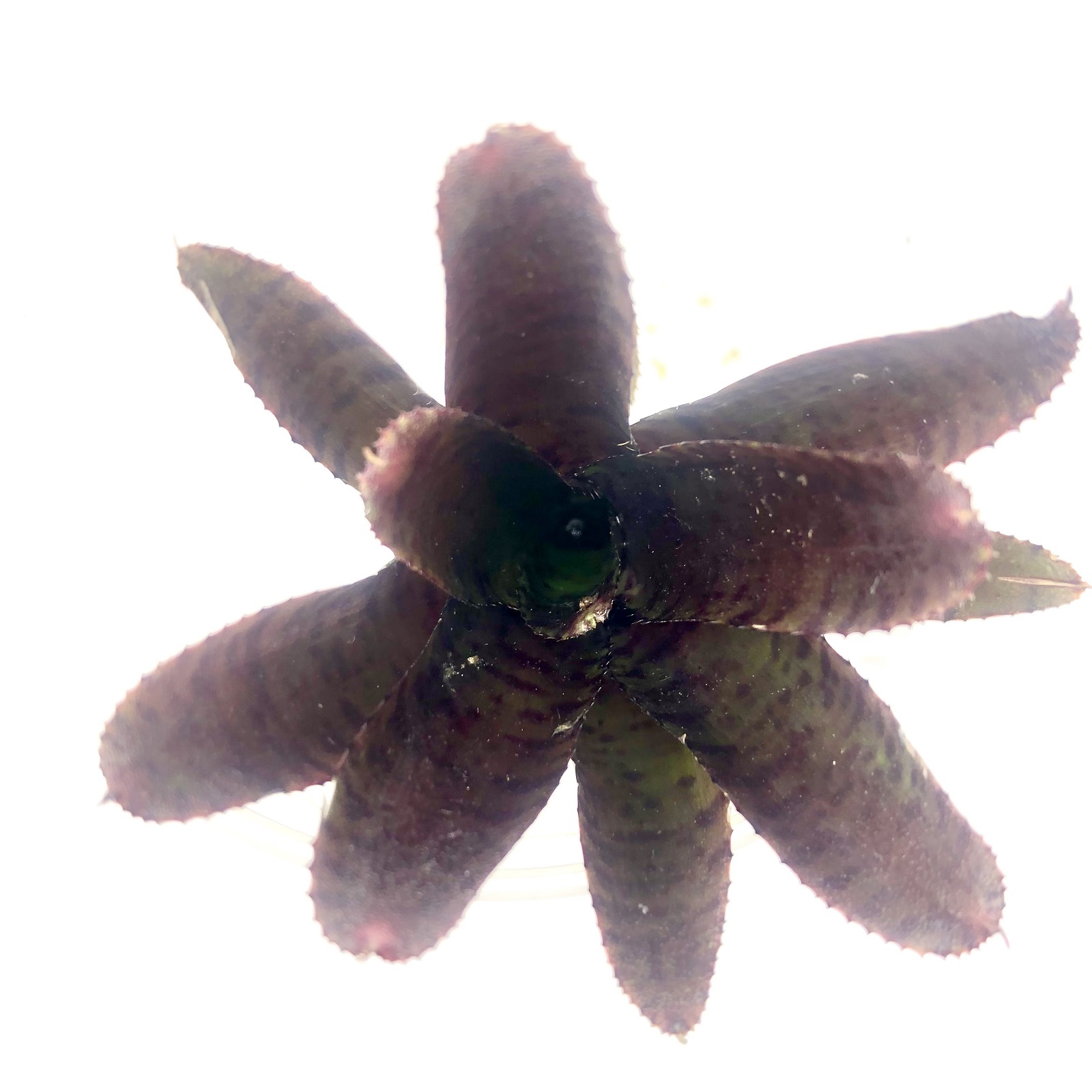 Neoregelia adonis