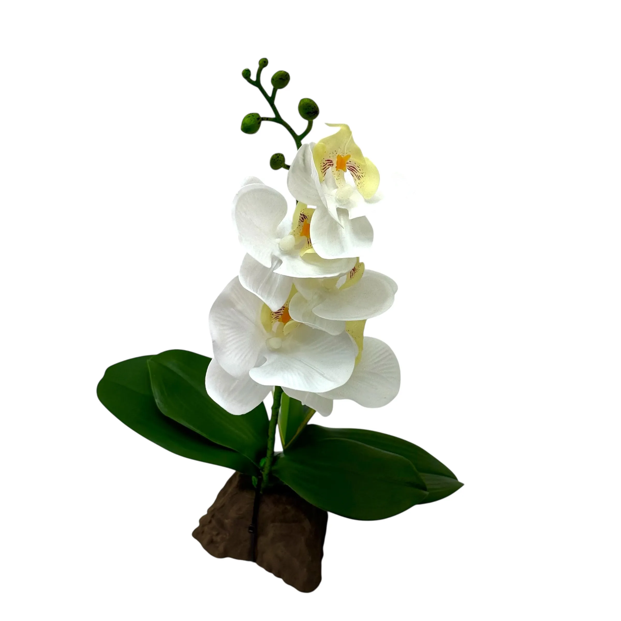 Orchide weiß