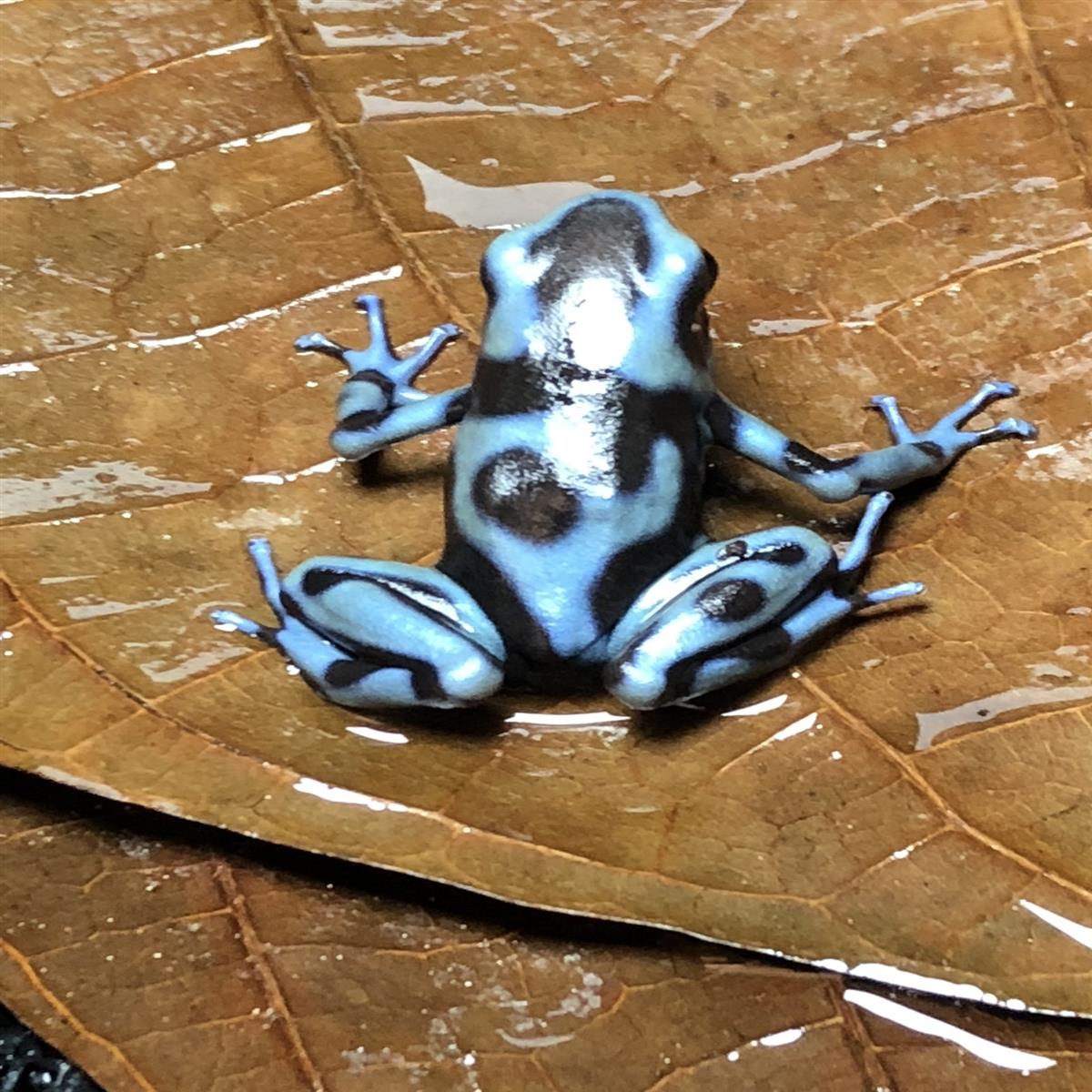 Dendrobates auratus blau