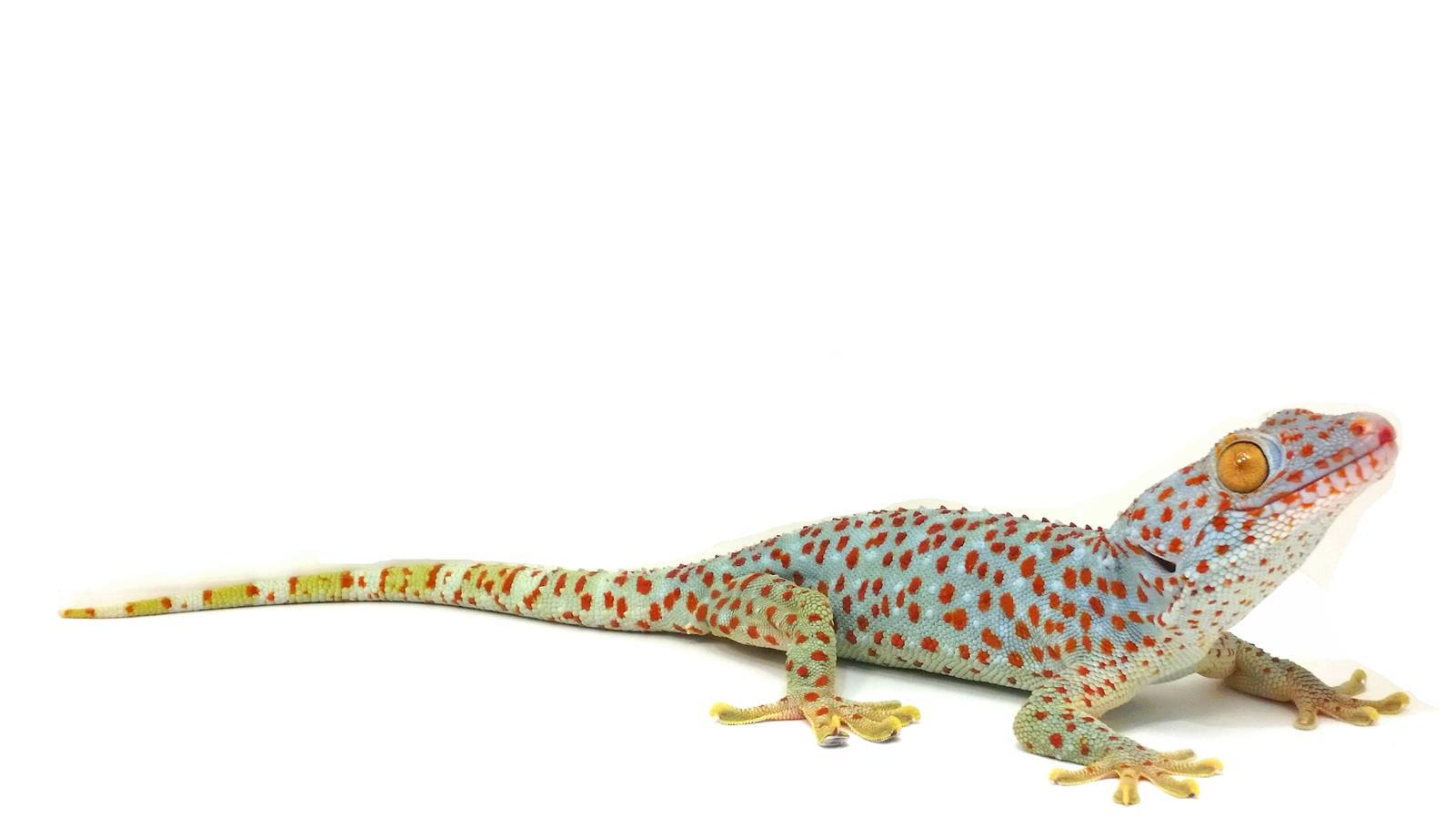 Gekko gecko Tokeh