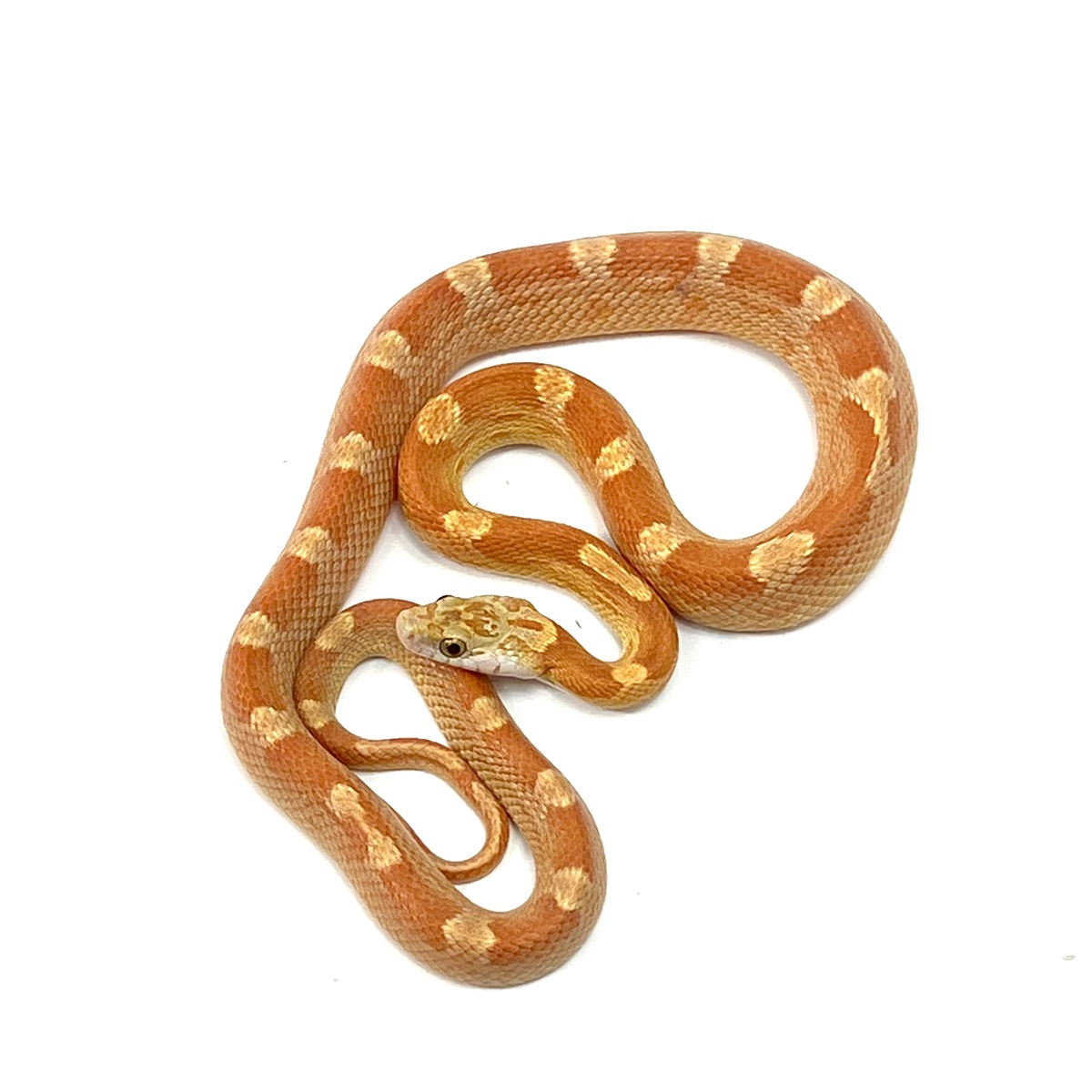 Pantherophis guttatus Albino Bloodred