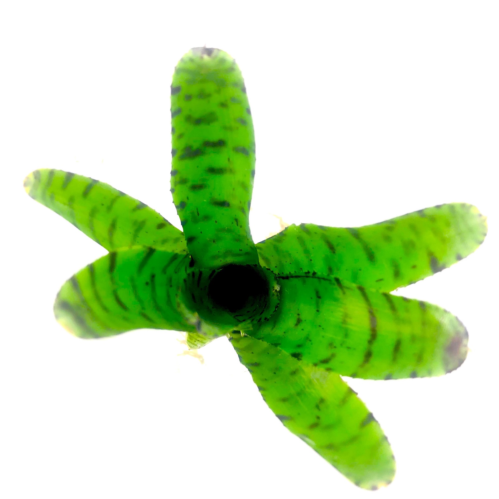 Neoregelia punctatissima