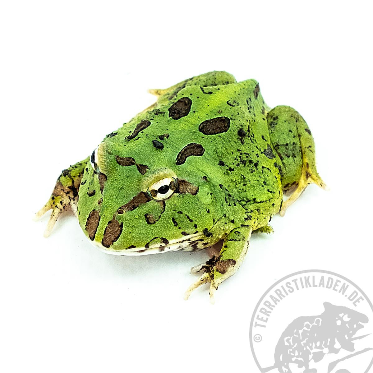 Ceratophrys cranwelli Pacman Schmuckhornfrosch