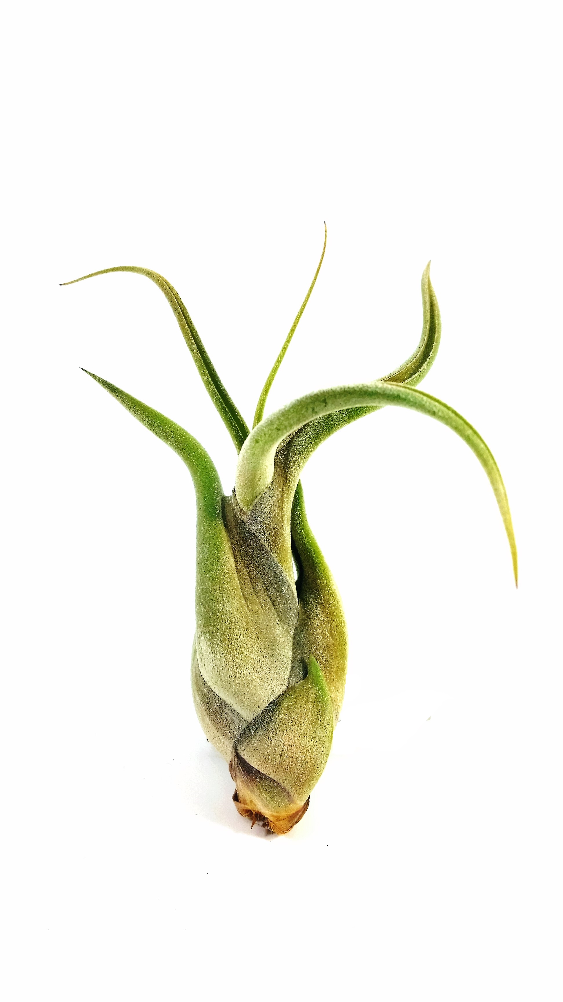 Tillandsia caput medusae