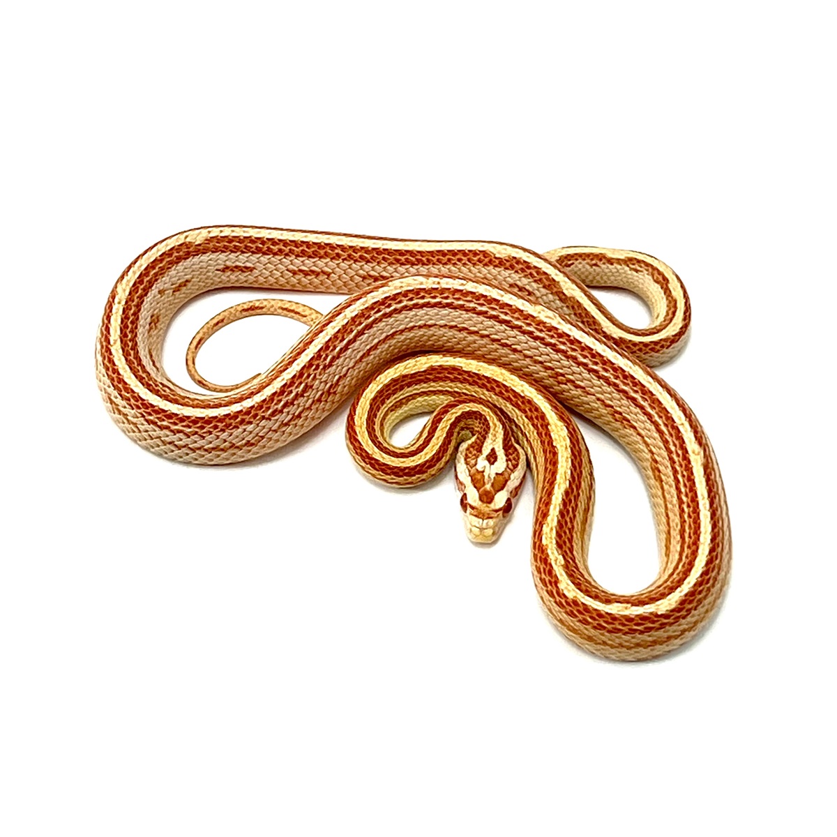 Sunglow Motley Tessera  Kornnatter Pantherophis guttatus