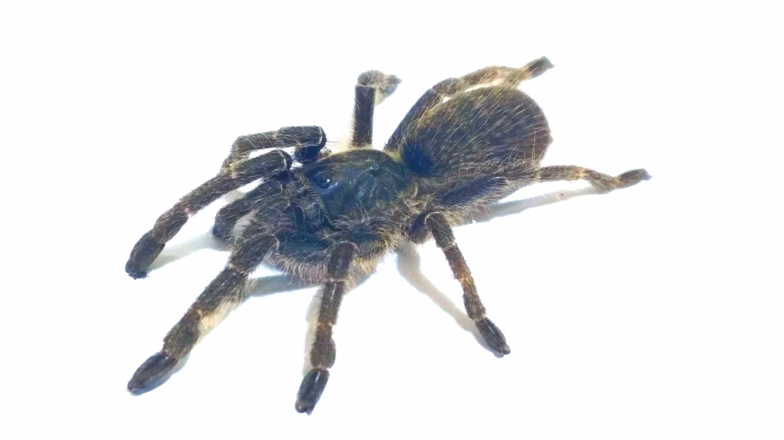 Ceratogyrus marshalli