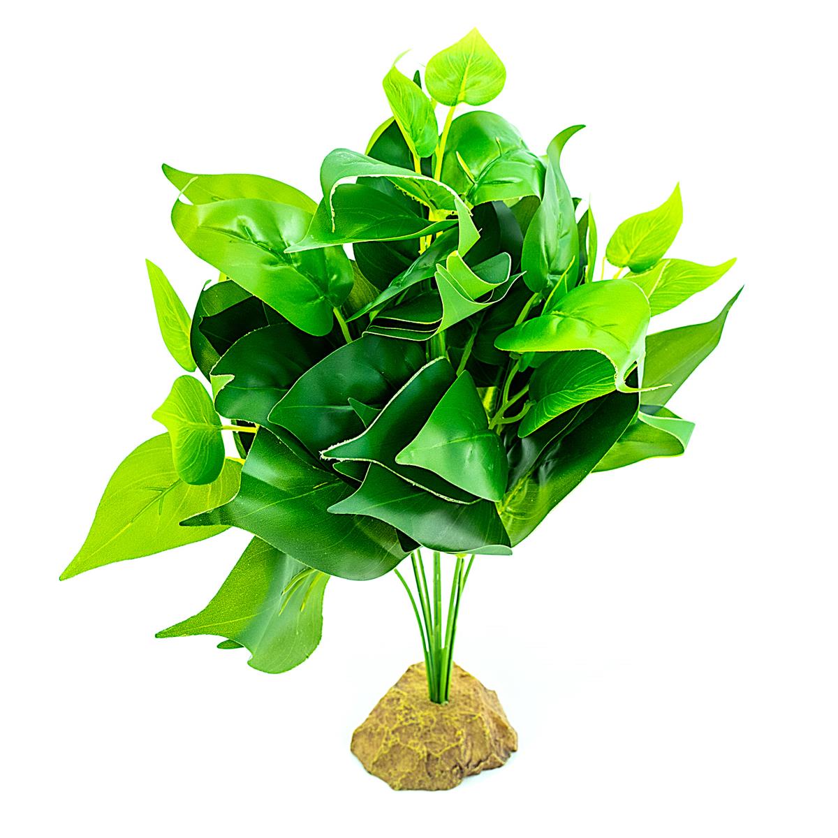 Golden Pothos